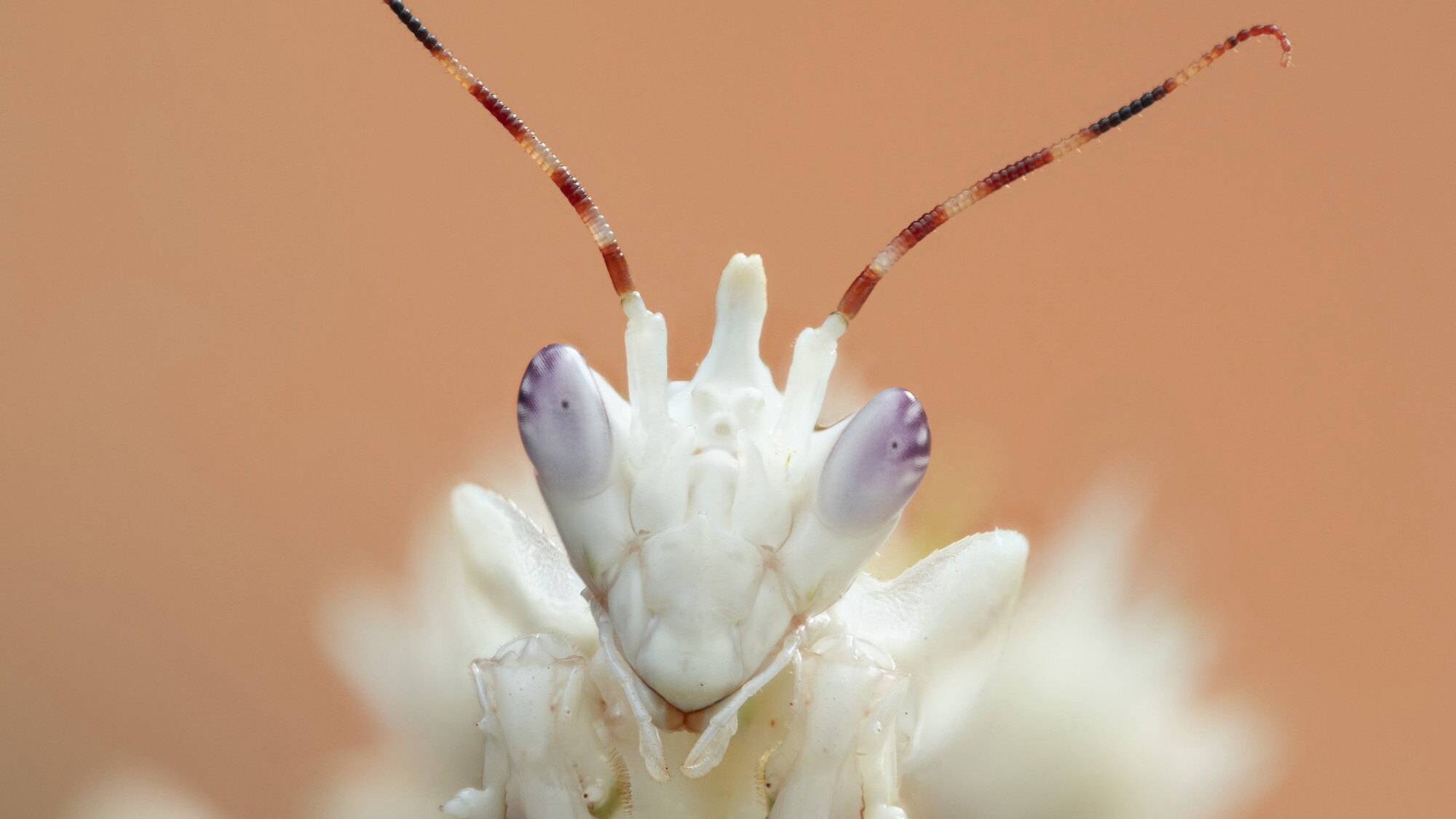 A spiny flower mantis is featured in the "Land of Giants" episode of "A Real Bug's Life". (National Geographic/Jamie Thorpe)