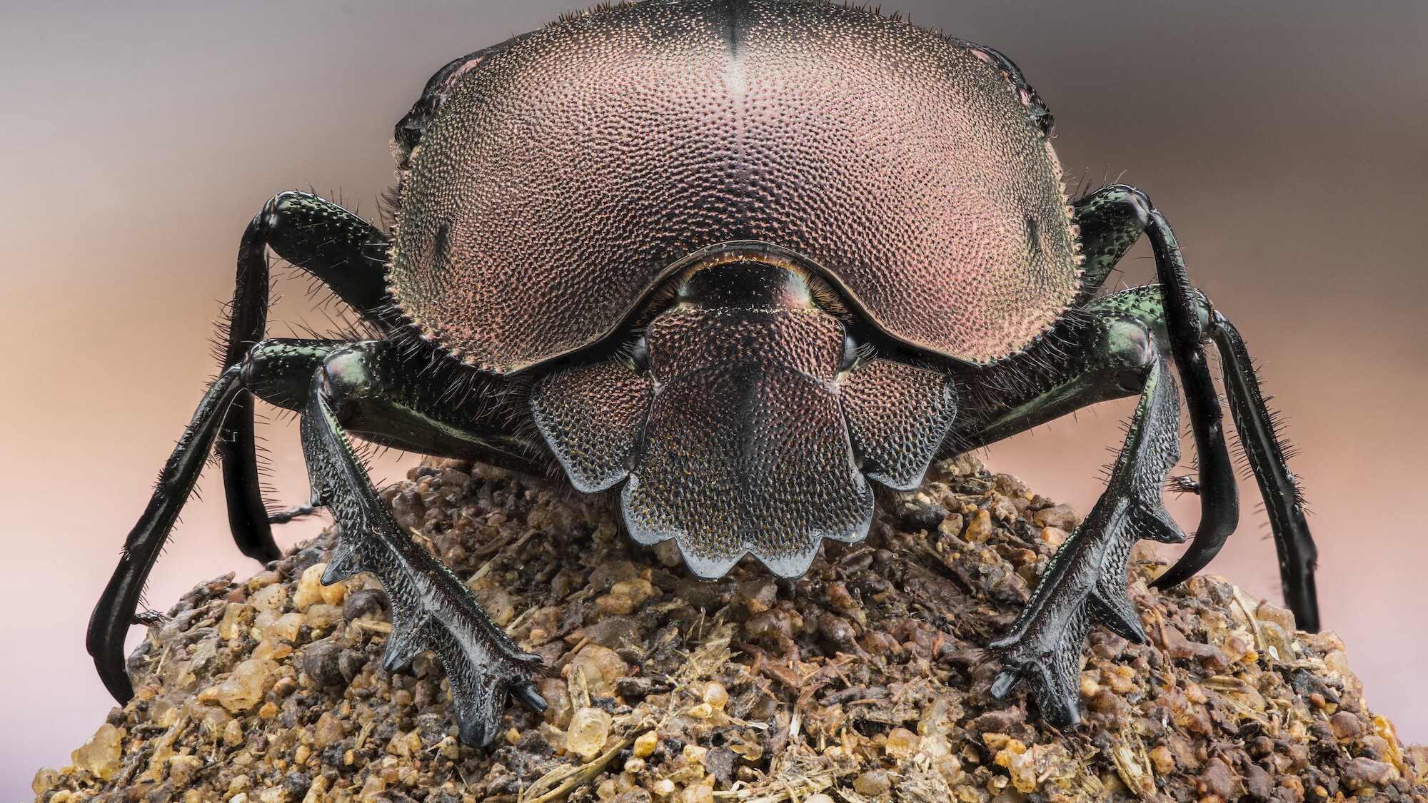 A dung beetle standing on a ball of dung is pictured in South Africa in the "Land of Giants" episode of "A Real Bug's Life." (National Geographic/Chris Collingridge)