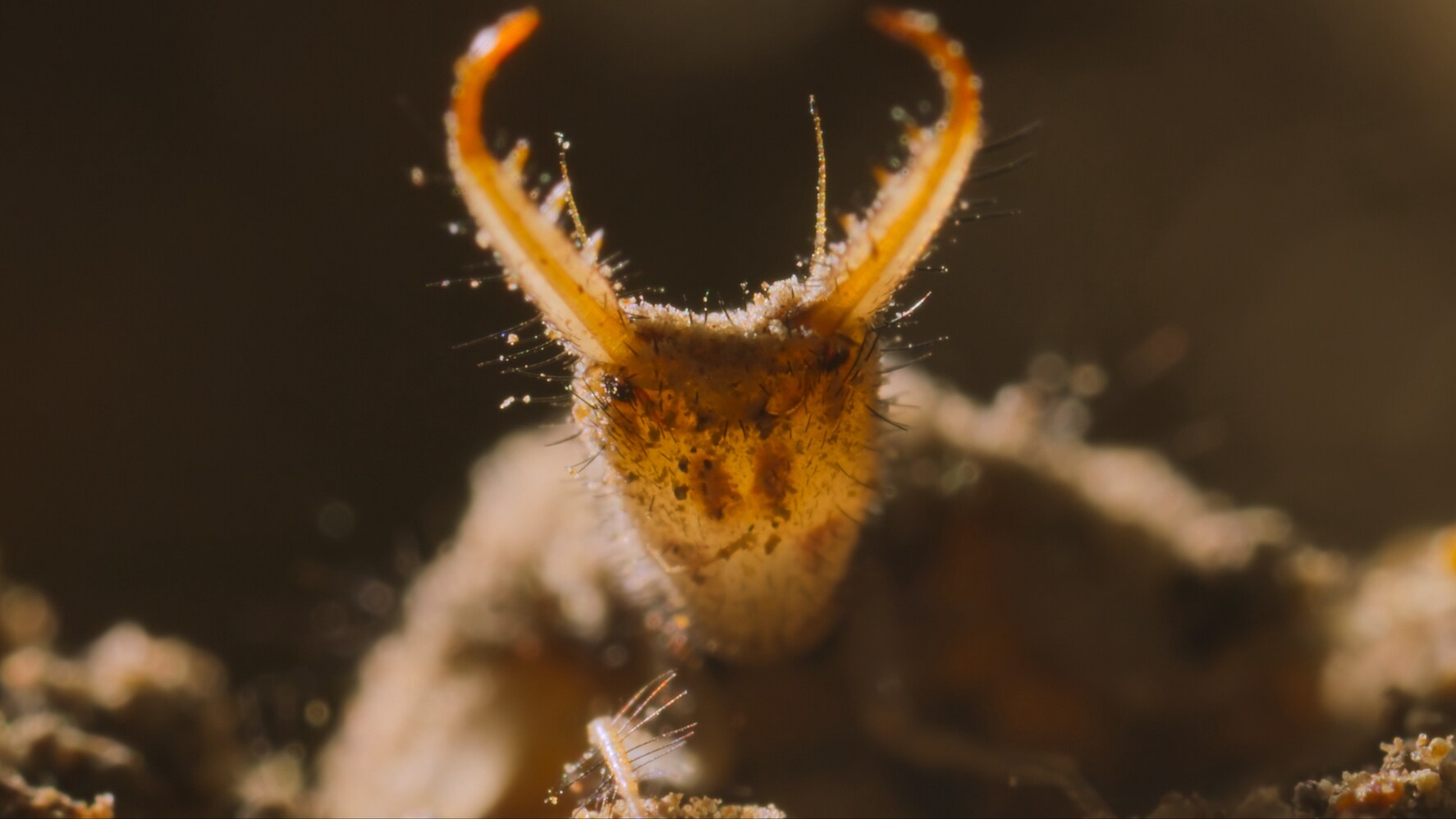 An antlion is featured in the "Land of Giants" episode of "A Real Bug's Life." (National Geographic)