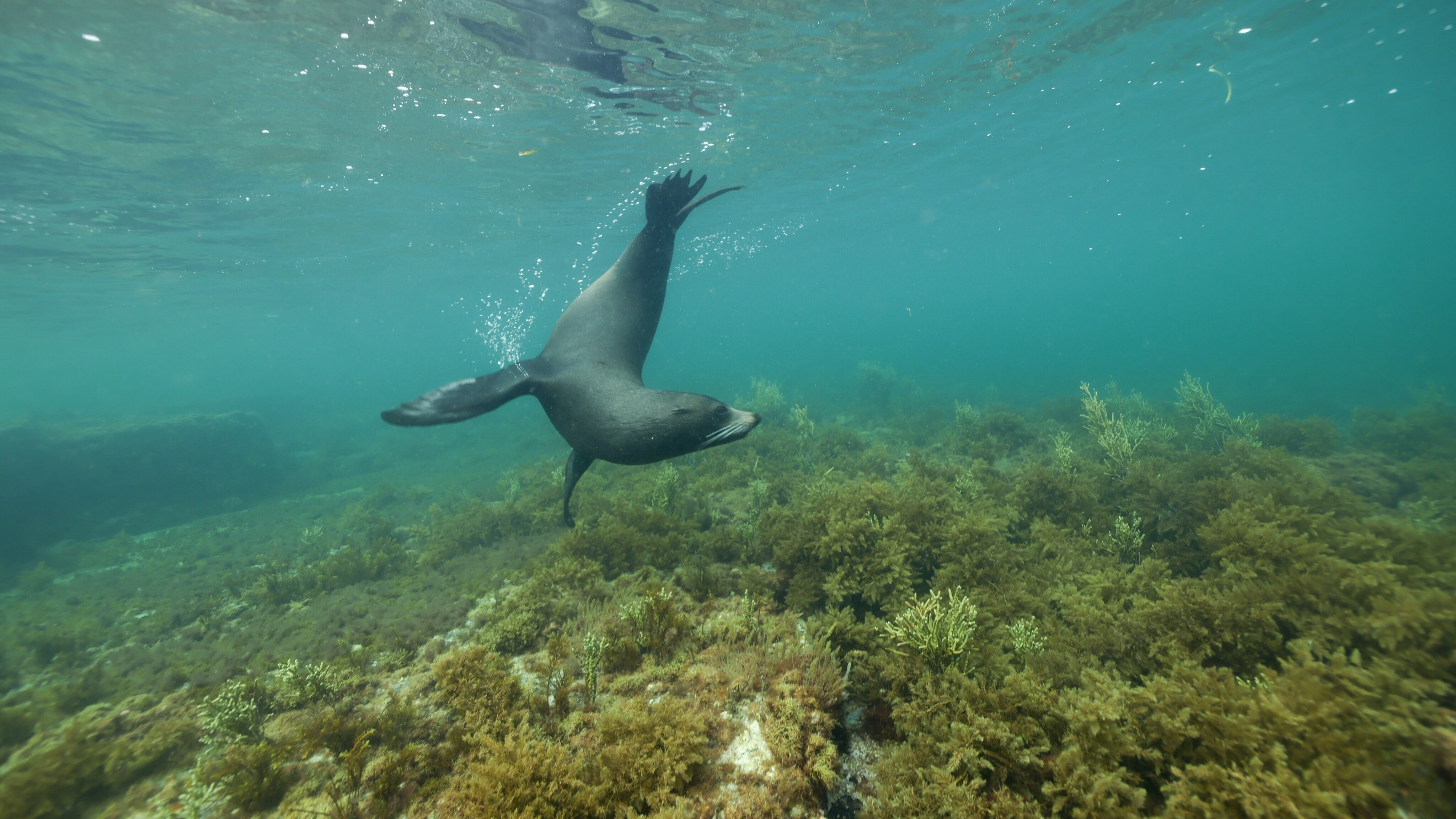 Seal swimming underwater.  (National Geographic for Disney+/Stefan Andrews)