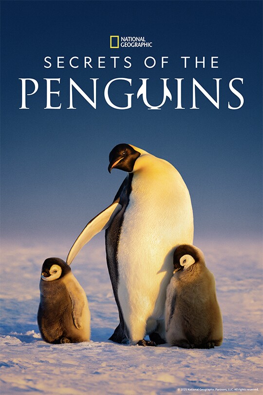 Secrets of the Penguins | Now Streaming