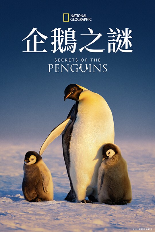 Secrets of the Penguins | Now Streaming