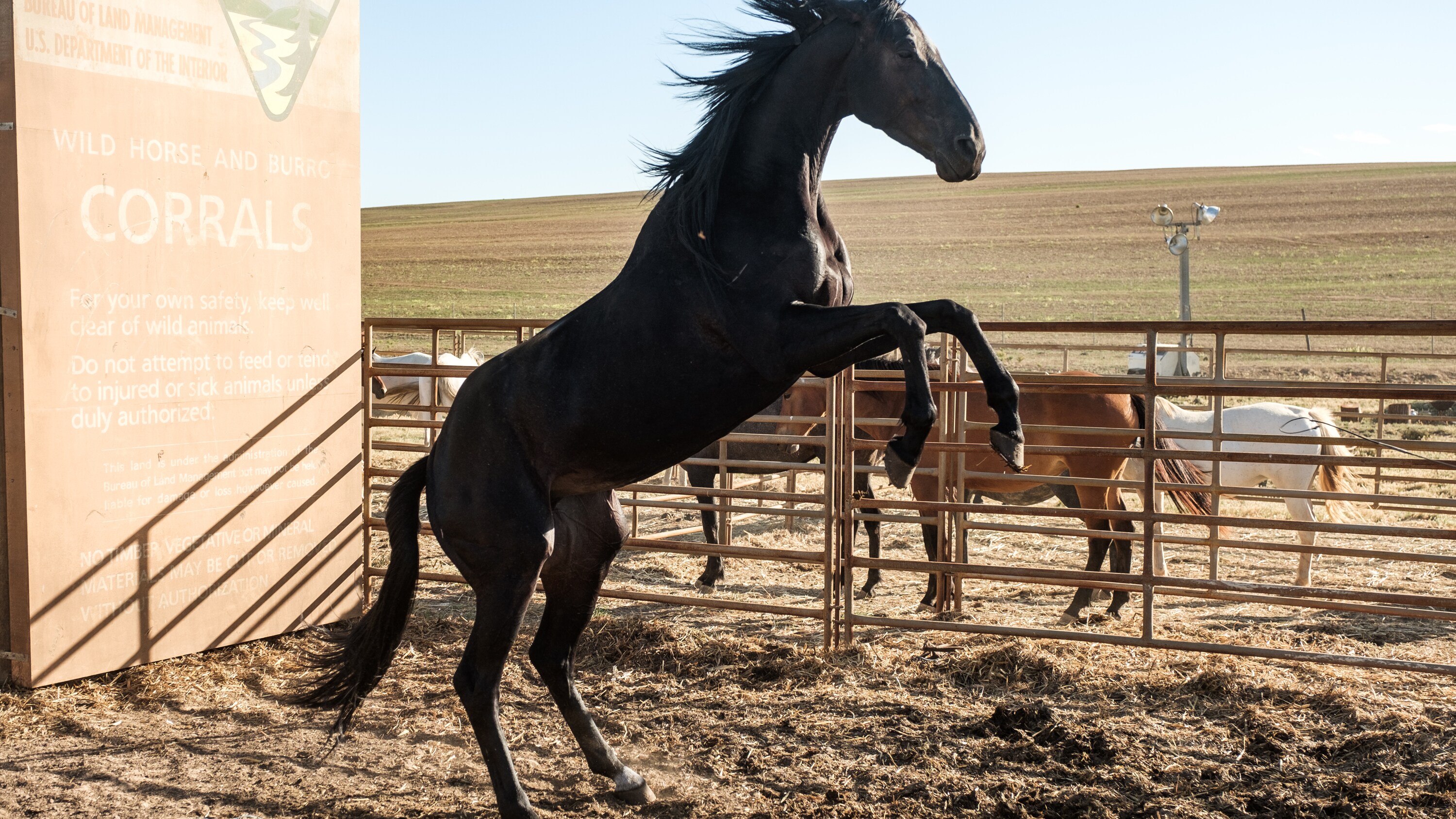 BLACK BEAUTY - A wild horse and a teenage girl forge an unbreakable bond which keeps them connected for a lifetime. (Disney/Graham Bartholomew) BLACK BEAUTY