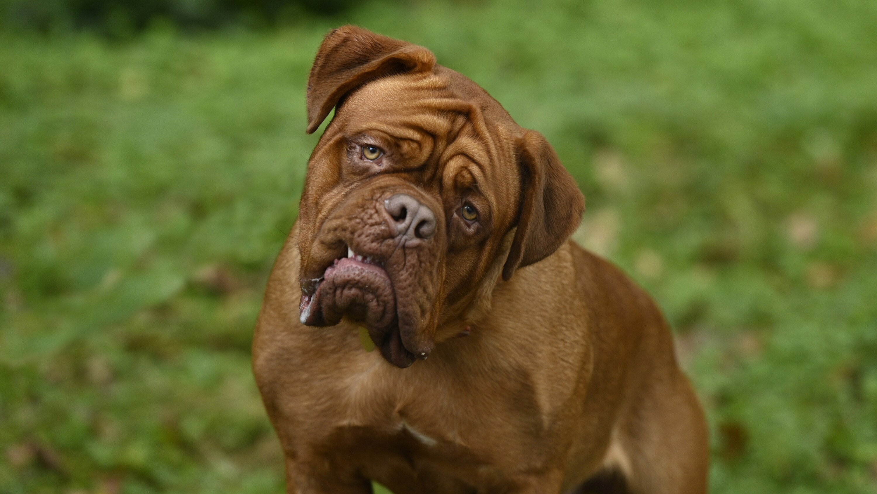 TURNER & HOOCH - "Forever and a Dog" (Disney/Farah Nosh) TURNER & HOOCH