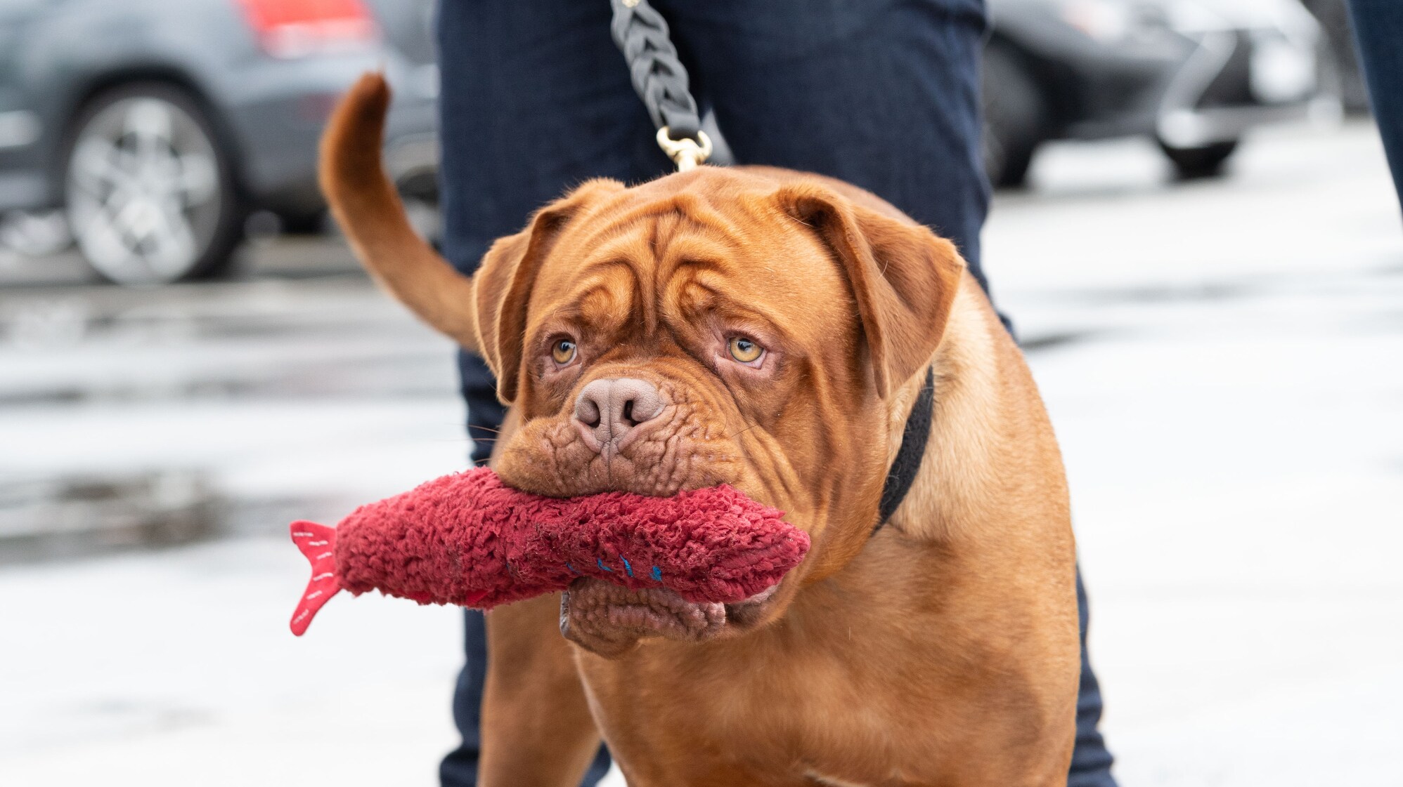 TURNER & HOOCH - "Diamonds are Furever" (Disney/Farah Nosh) TURNER & HOOCH