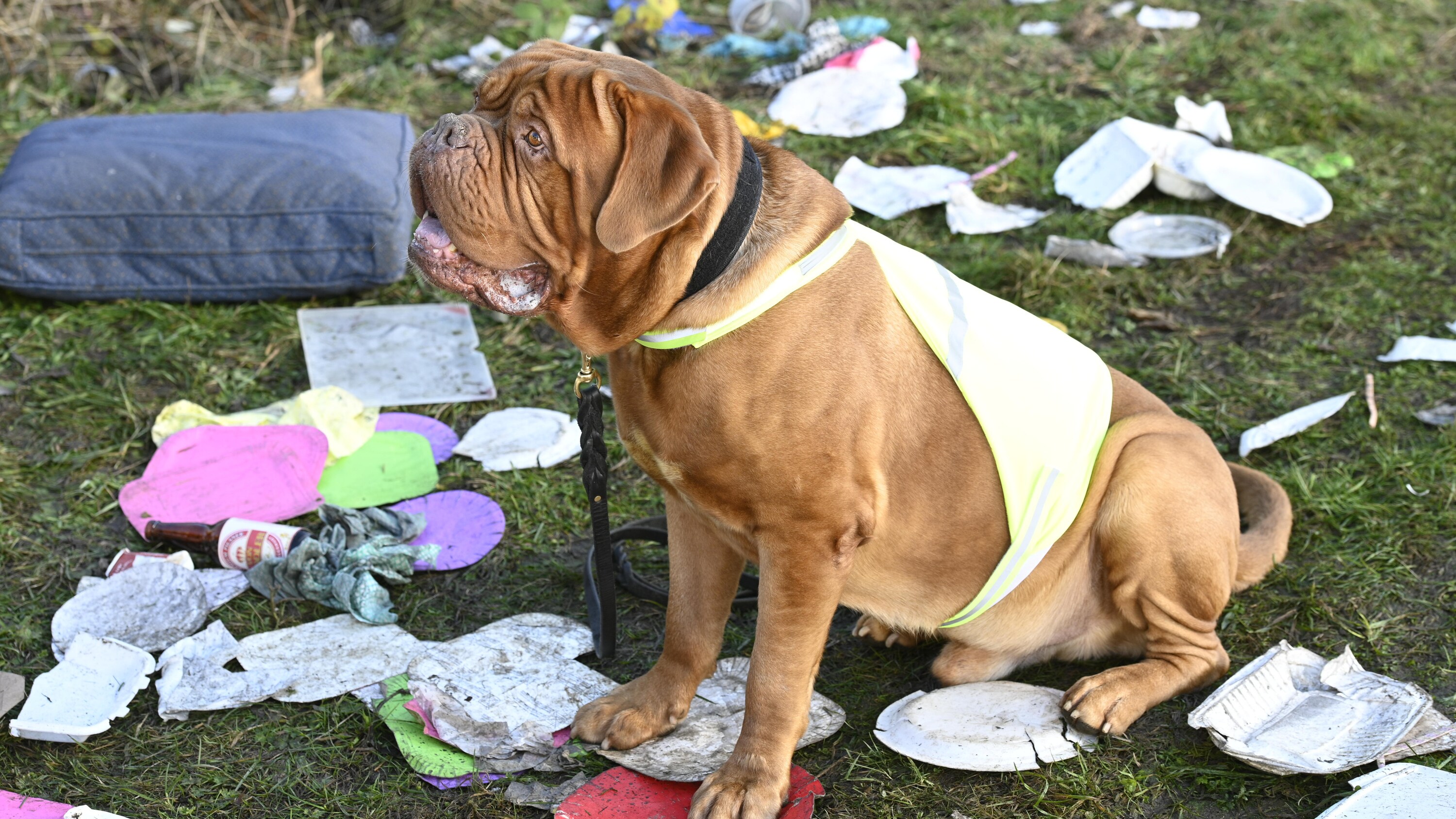 TURNER & HOOCH - "In the Line of Fur" (Disney/Farah Nosh) TURNER & HOOCH