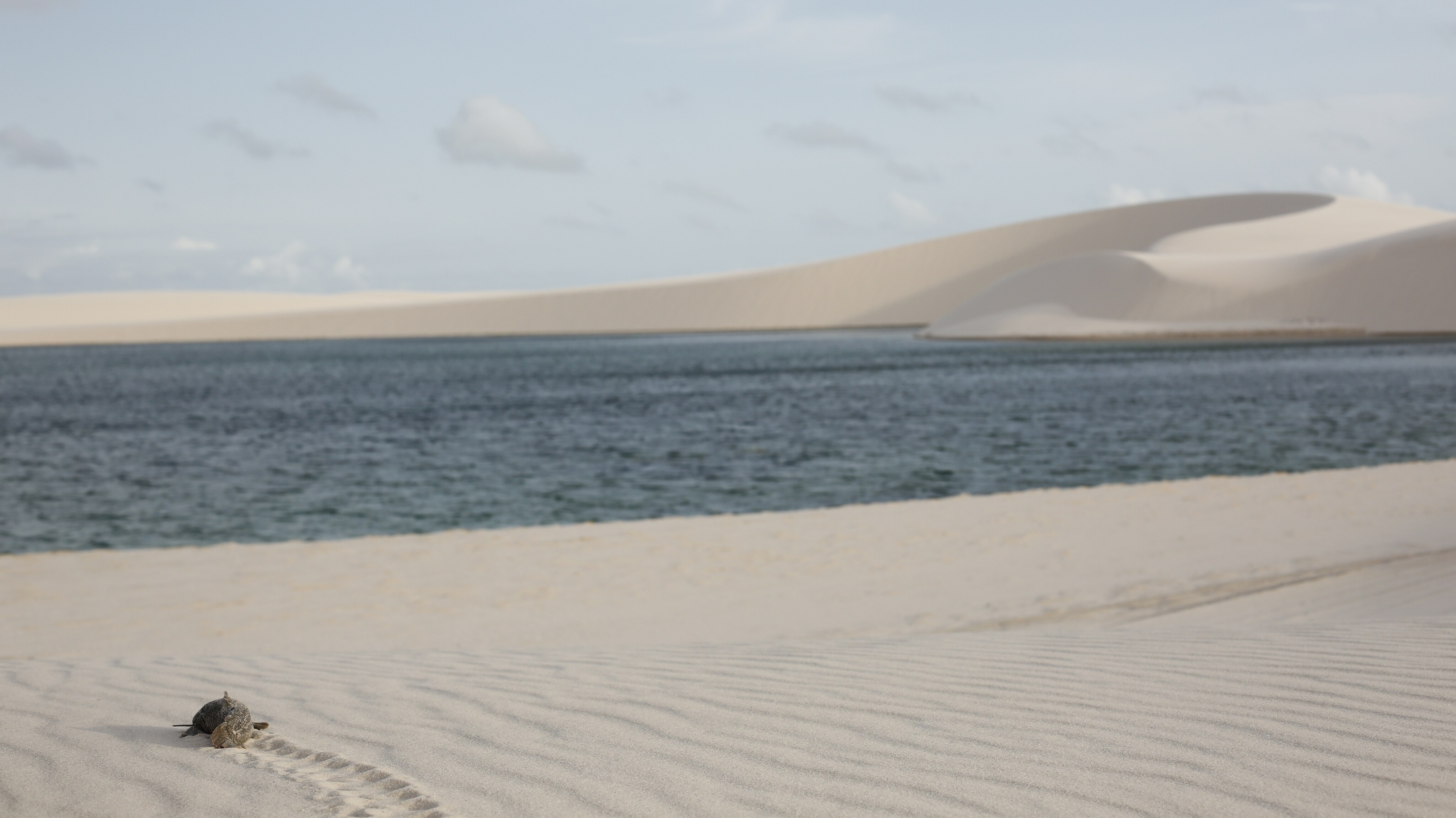An armoured catfish, known locally as 'cascudo negro', journeys across hot sand to reach a freshwater pool in Lençóis Maranhenses.  (National Geographic for Disney+/Davinia Goodhart)