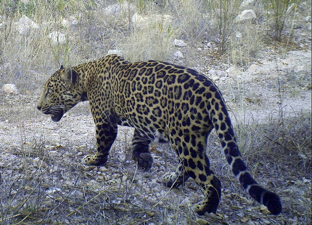 Northern Jaguar Project – México