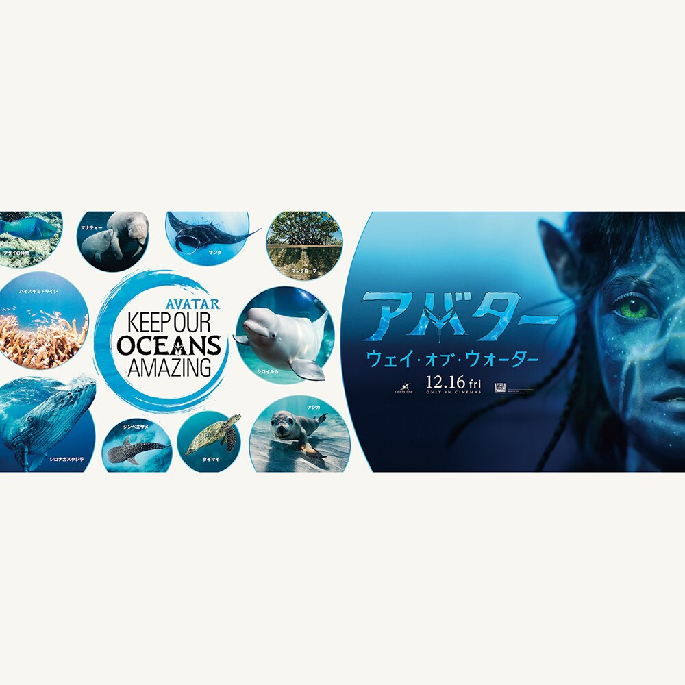 ワンダー・アンダー・ウォーター/原色の海 [DVD](中古品) Amazon