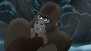The Lost Gorillas