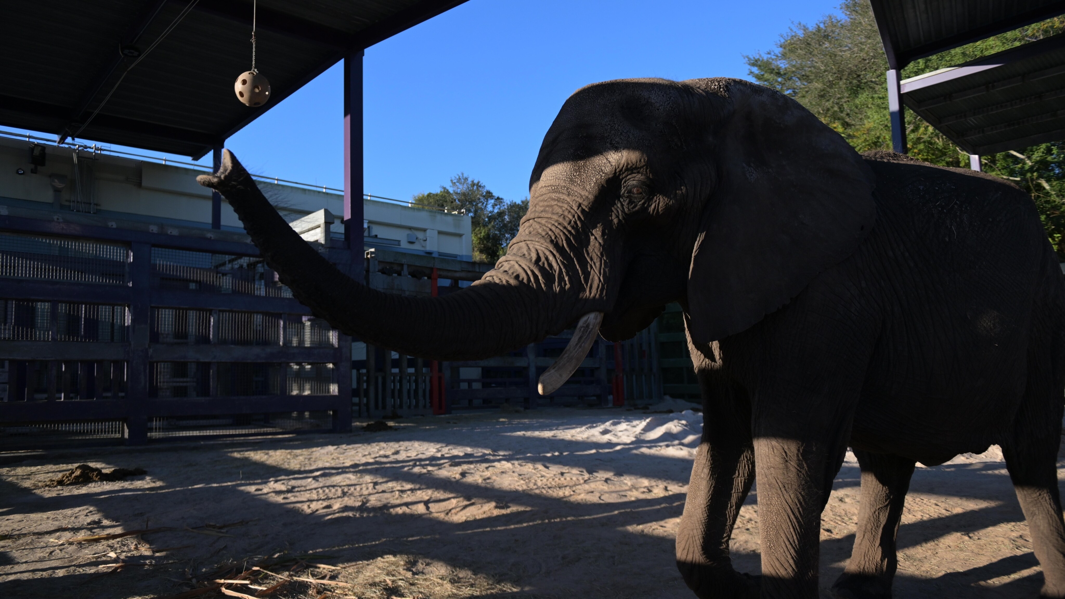 Vasha the Elephant playing with a ball on a string. (Charlene Guilliams/Disney)