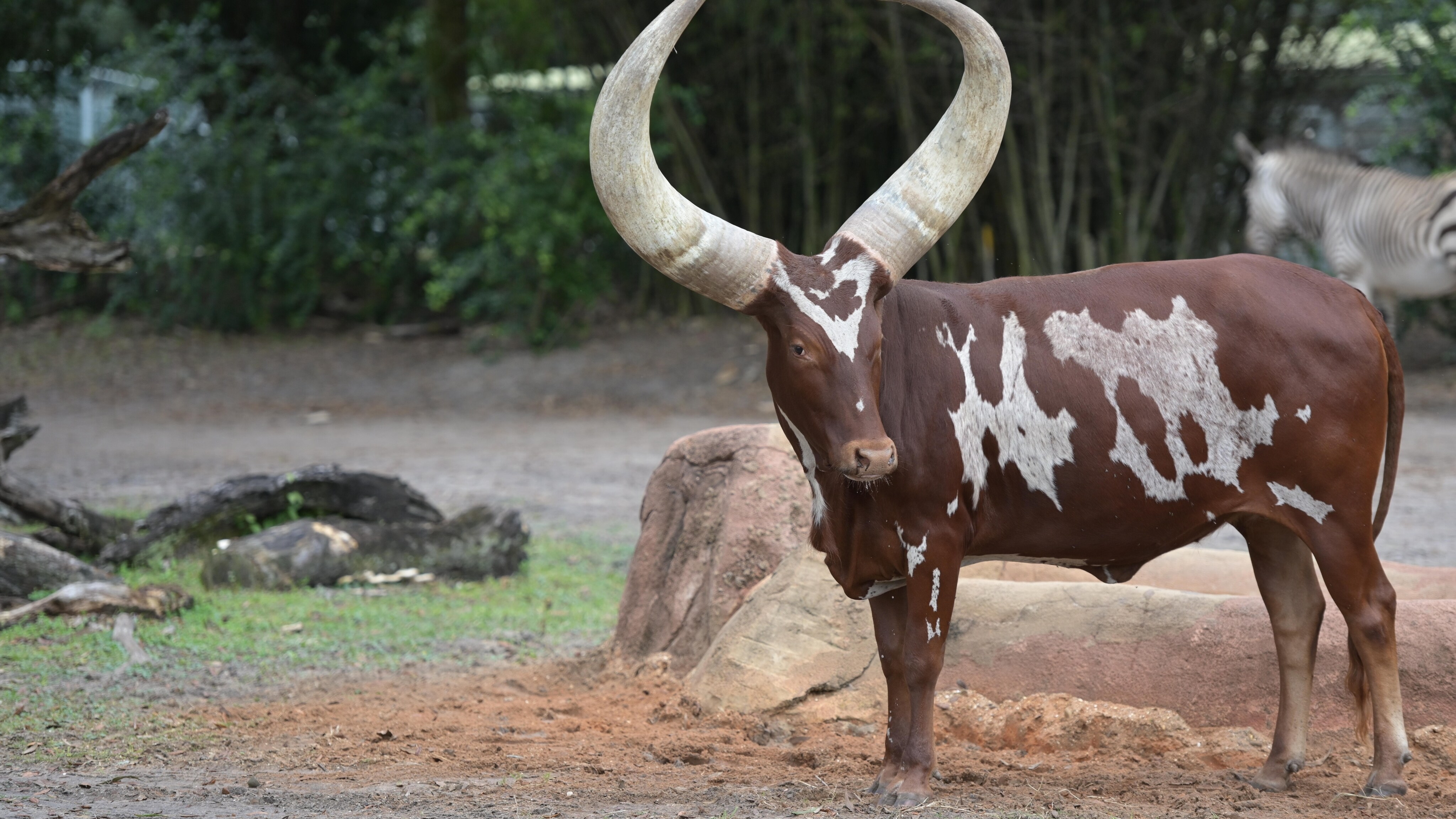 Adeola the Ankole Cow. (Charlene Guilliams/Disney)