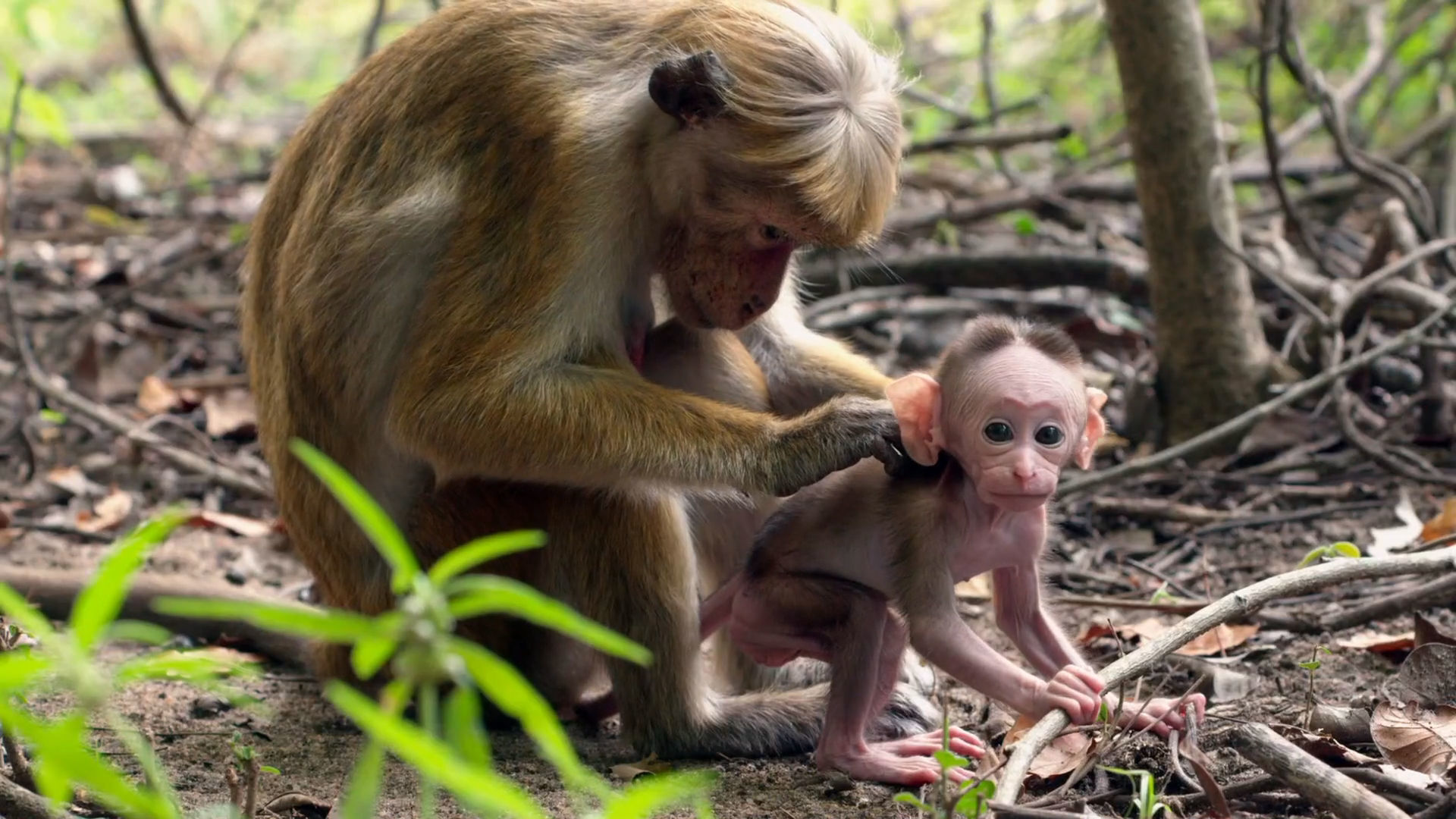 A Special Thank You From Disneynature - Monkey Kingdom