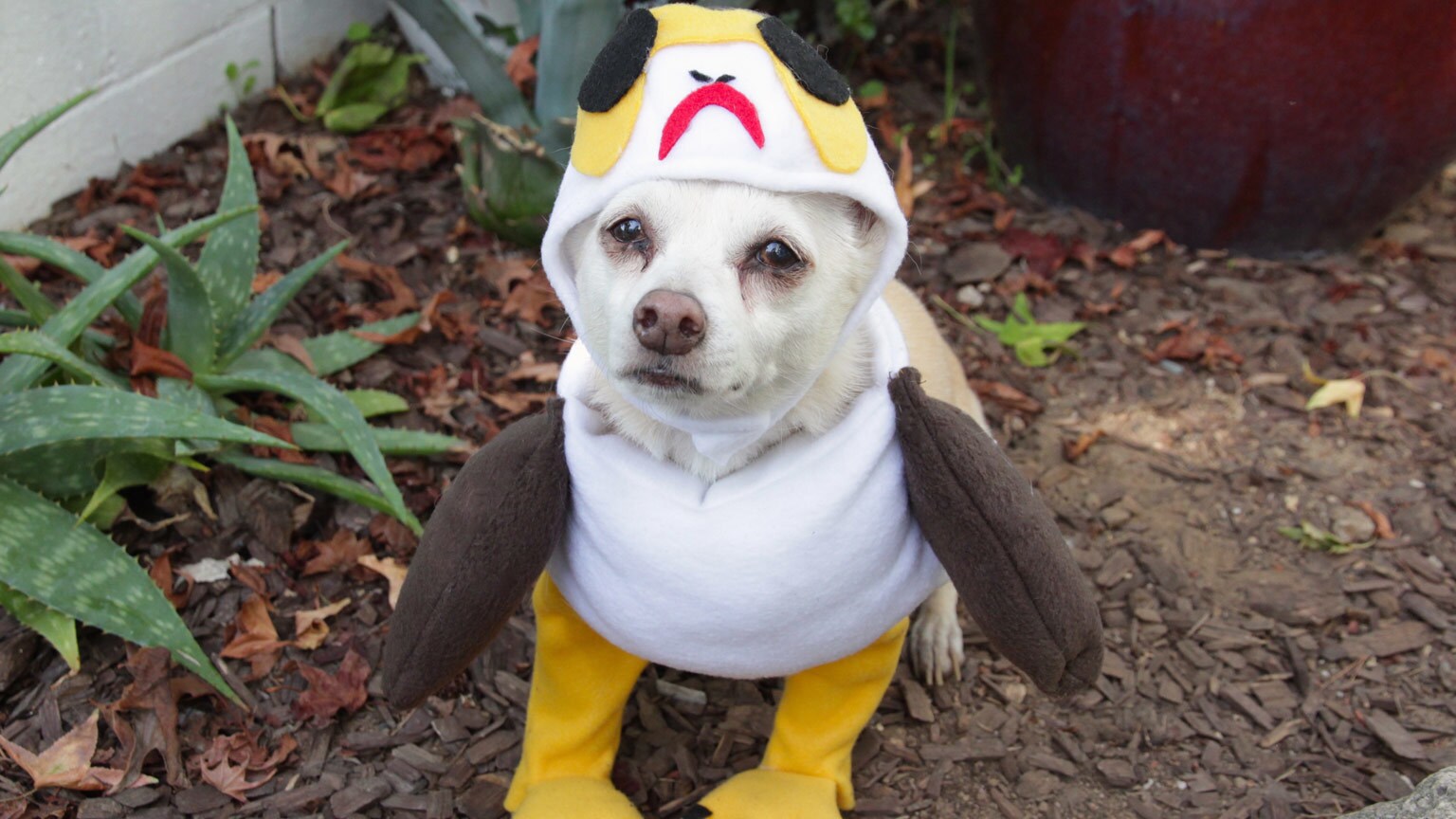 Trick-or-Star Wars Treat: Dress Your Pet as a Porg and More DIY Howl-O-Ween Costumes