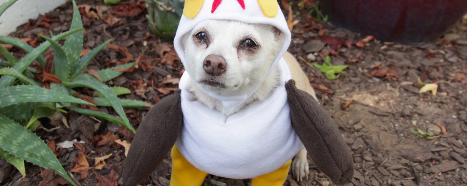 A dog wears a homemade hooded Porg costume made of fleece.