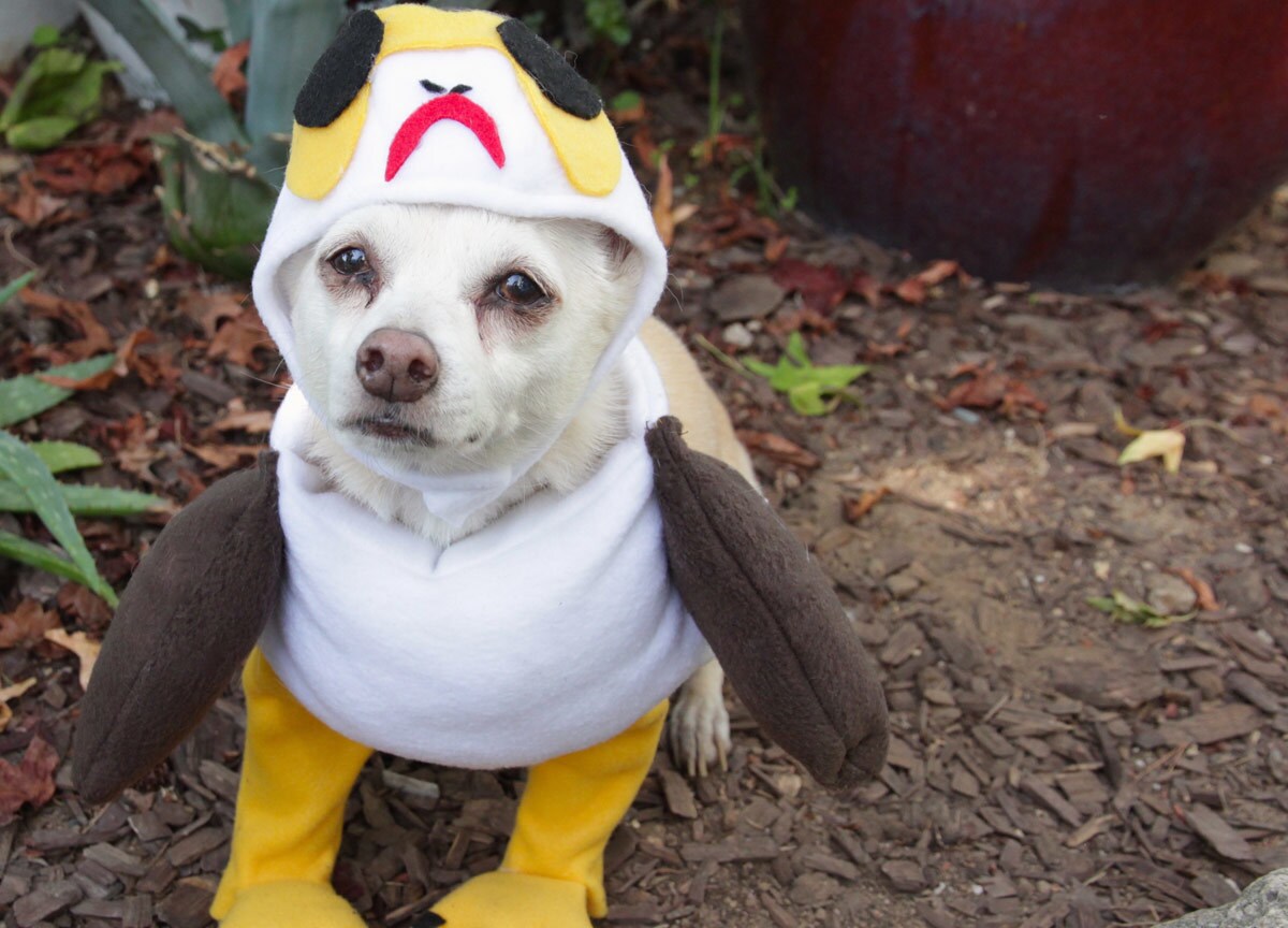 homemade dog costumes for humans