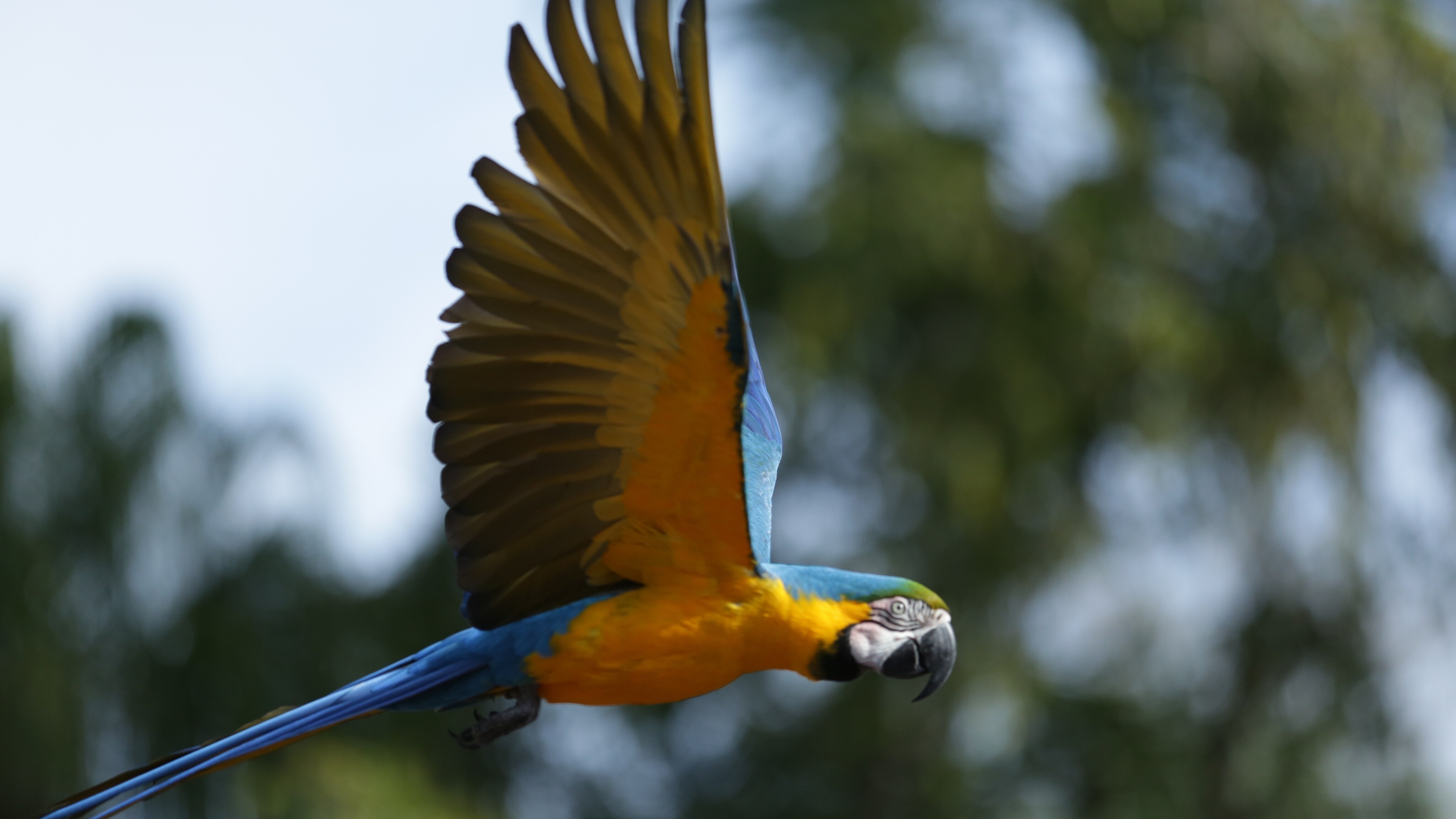 Blue and gold macaw Gryffin in flight at Winged Encounters – The Kingdom Takes Flight. (Disney)