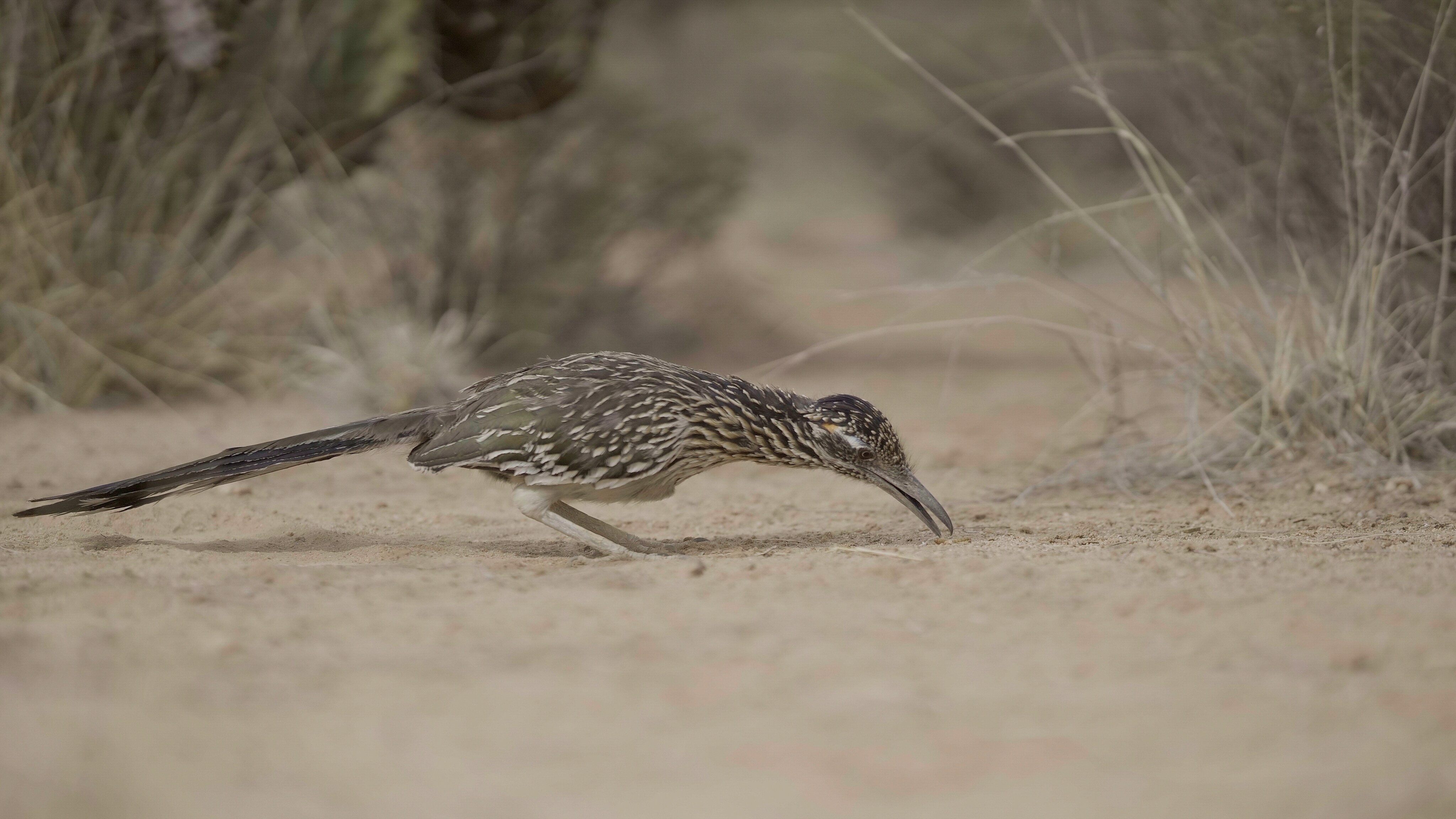 A male roadrunner in the Arizona desert, searching for food to feed his chicks.  (National Geographic for Disney+/Mark Carroll)