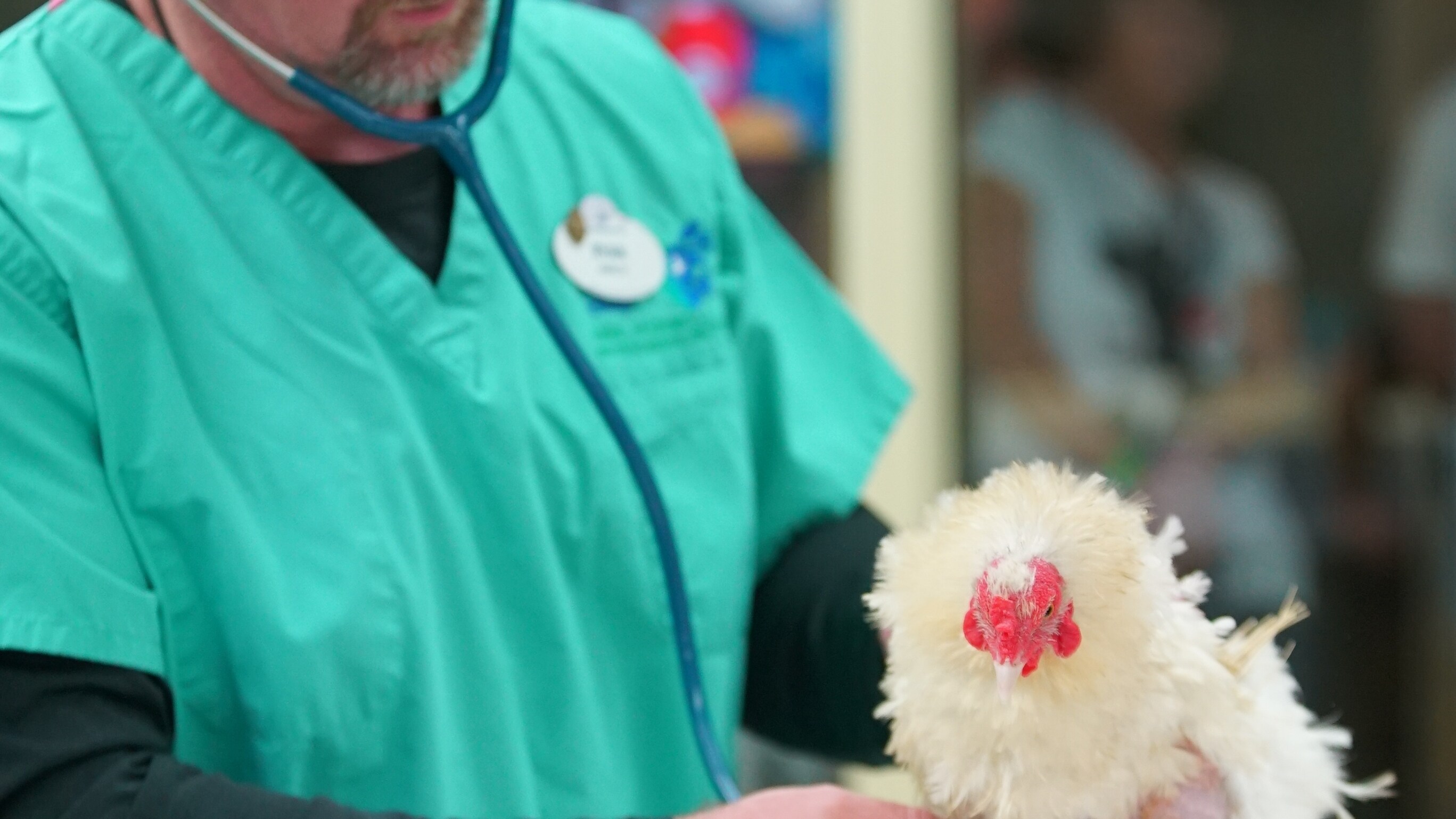 Dr Ryan De Voe performs a checkup on Popcorn, the Frizzle chicken, who recently underwent reproductive surgery. (Disney)