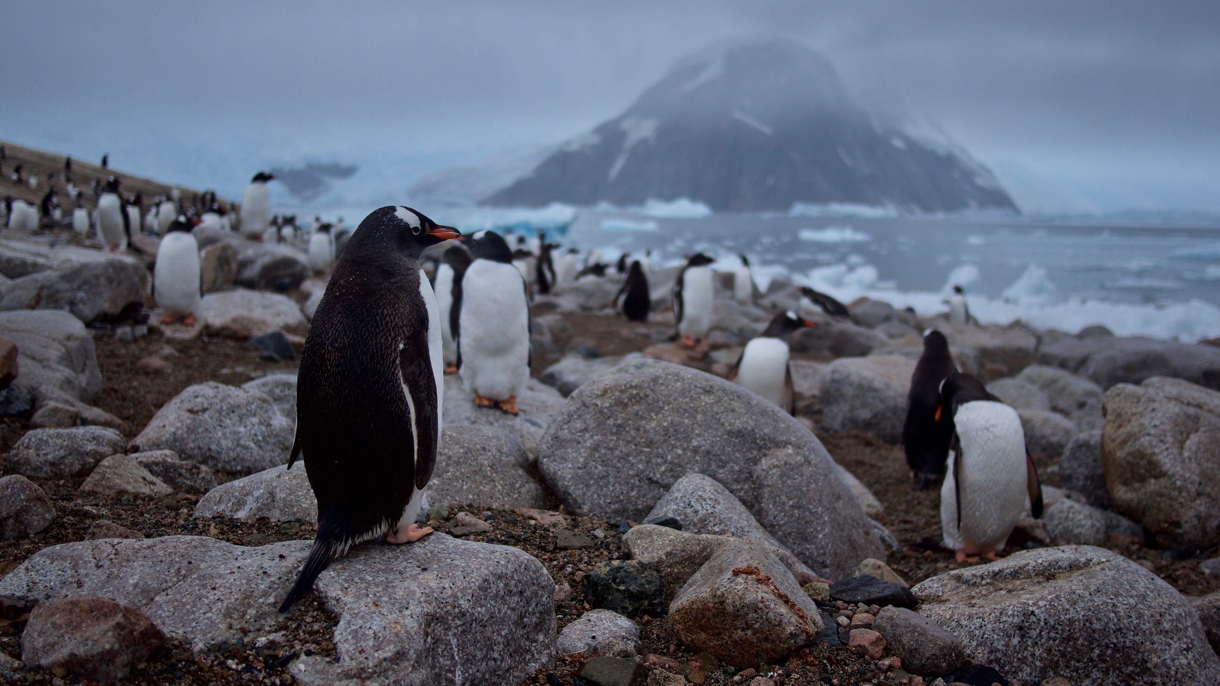 Awkward on land and graceful in the water, Gentoo penguins are a favorite orca prey in the waters off Antarctica. (National Geographic for Disney+/Hayes Baxley)