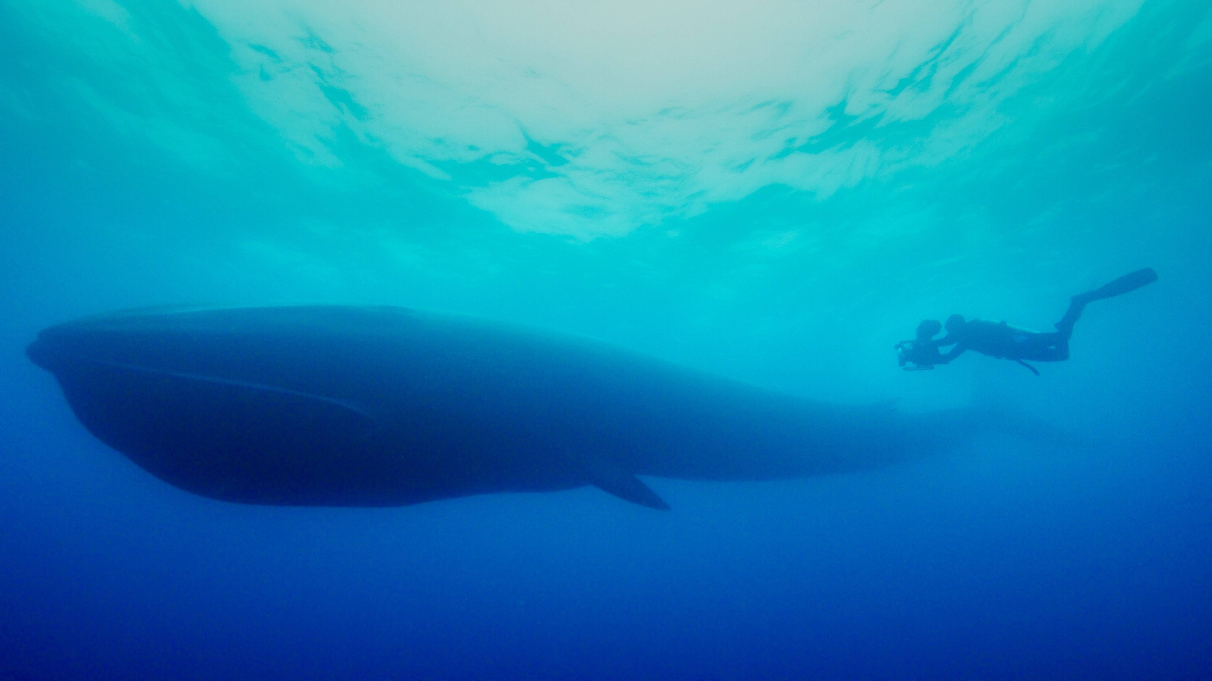 Bertie Gregory films a fin whale off Elephant Island, Antarctica. (Credit: National Geographic/Dan Beecham for Disney+)
