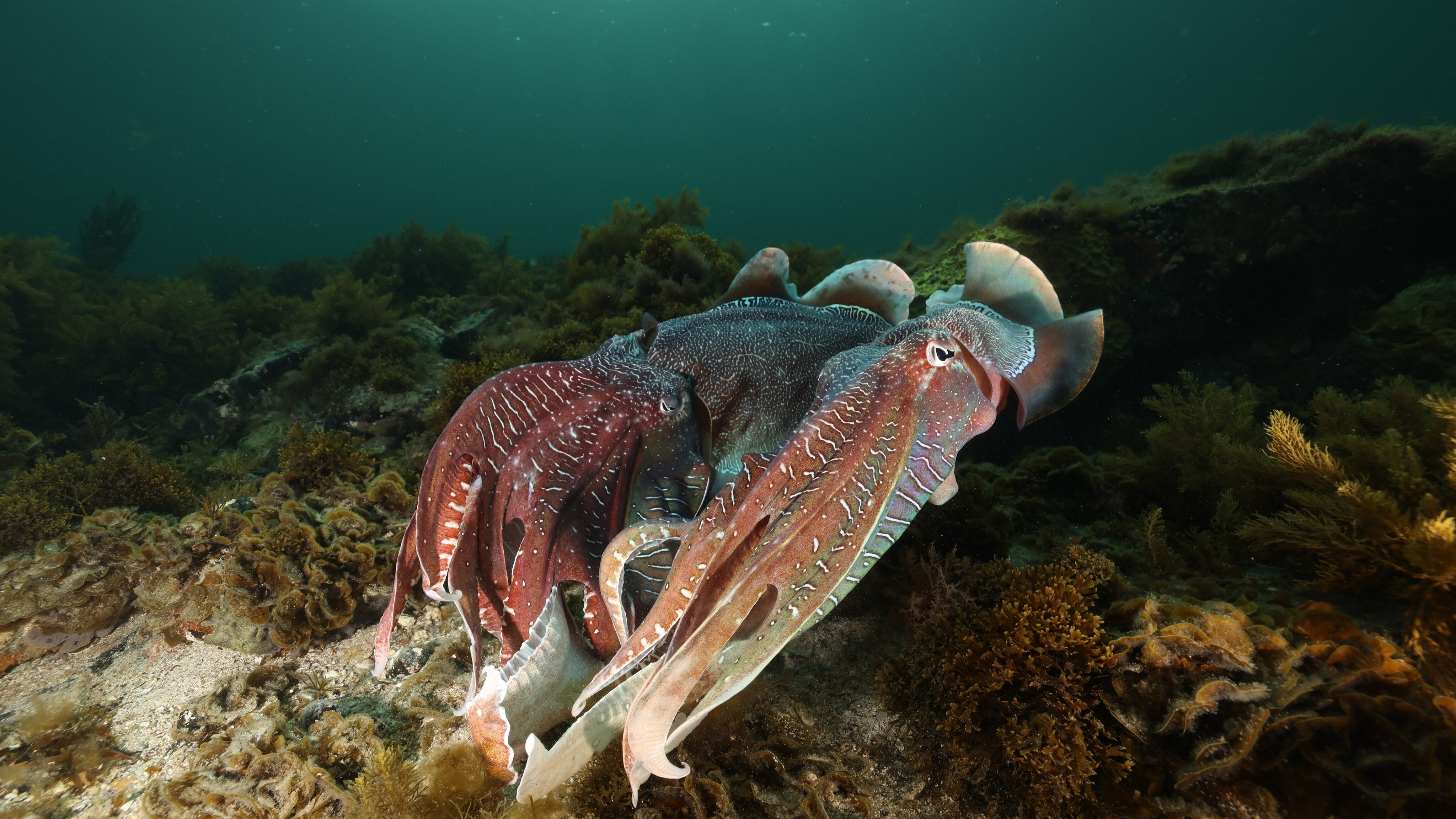 Pair of giant cuttlefish.  (National Geographic for Disney+/Stefan Andrews)