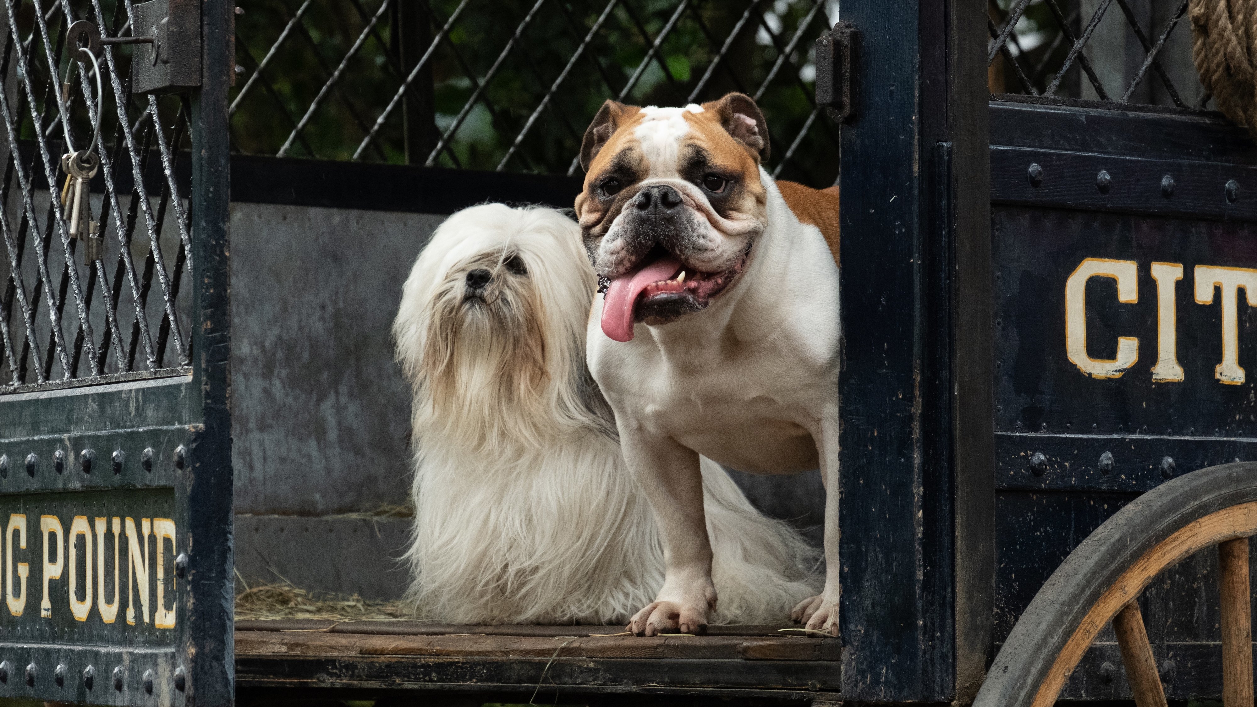 Comemore a estreia de A Dama e o Vagabundo no Brasil