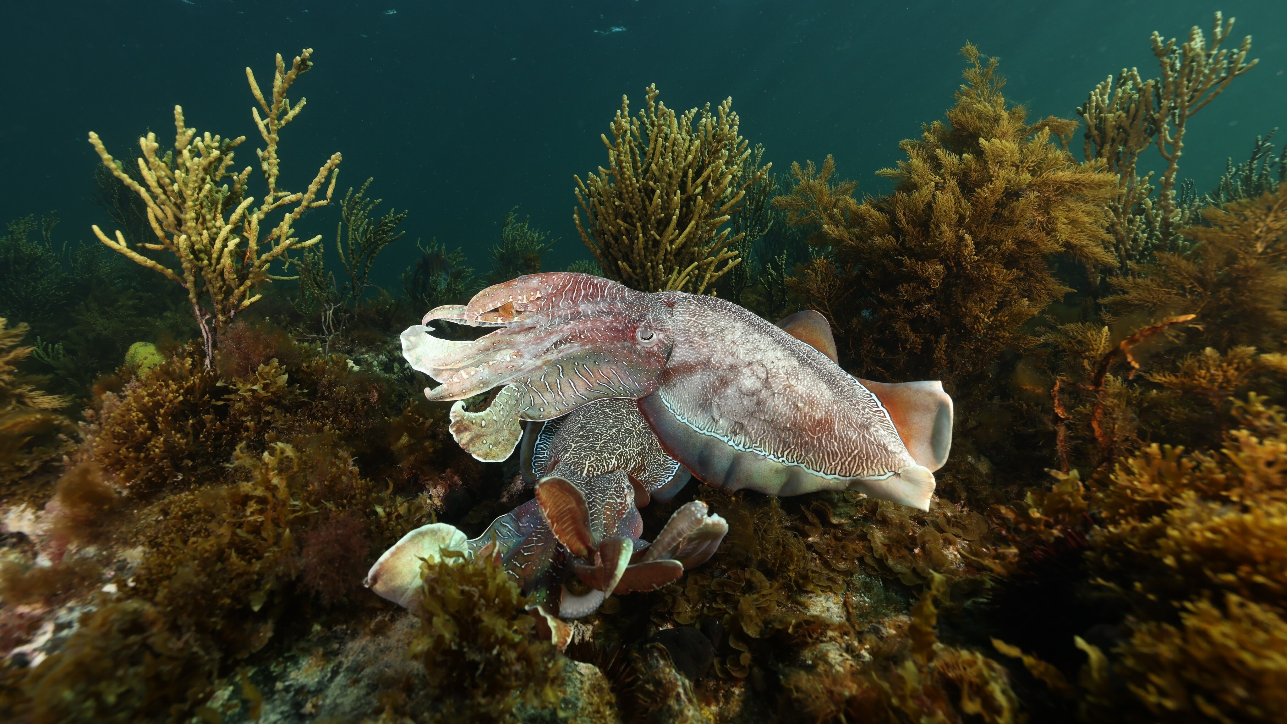 Aggregtion of giant cuttlefish.  (National Geographic for Disney+/Stefan Andrews)