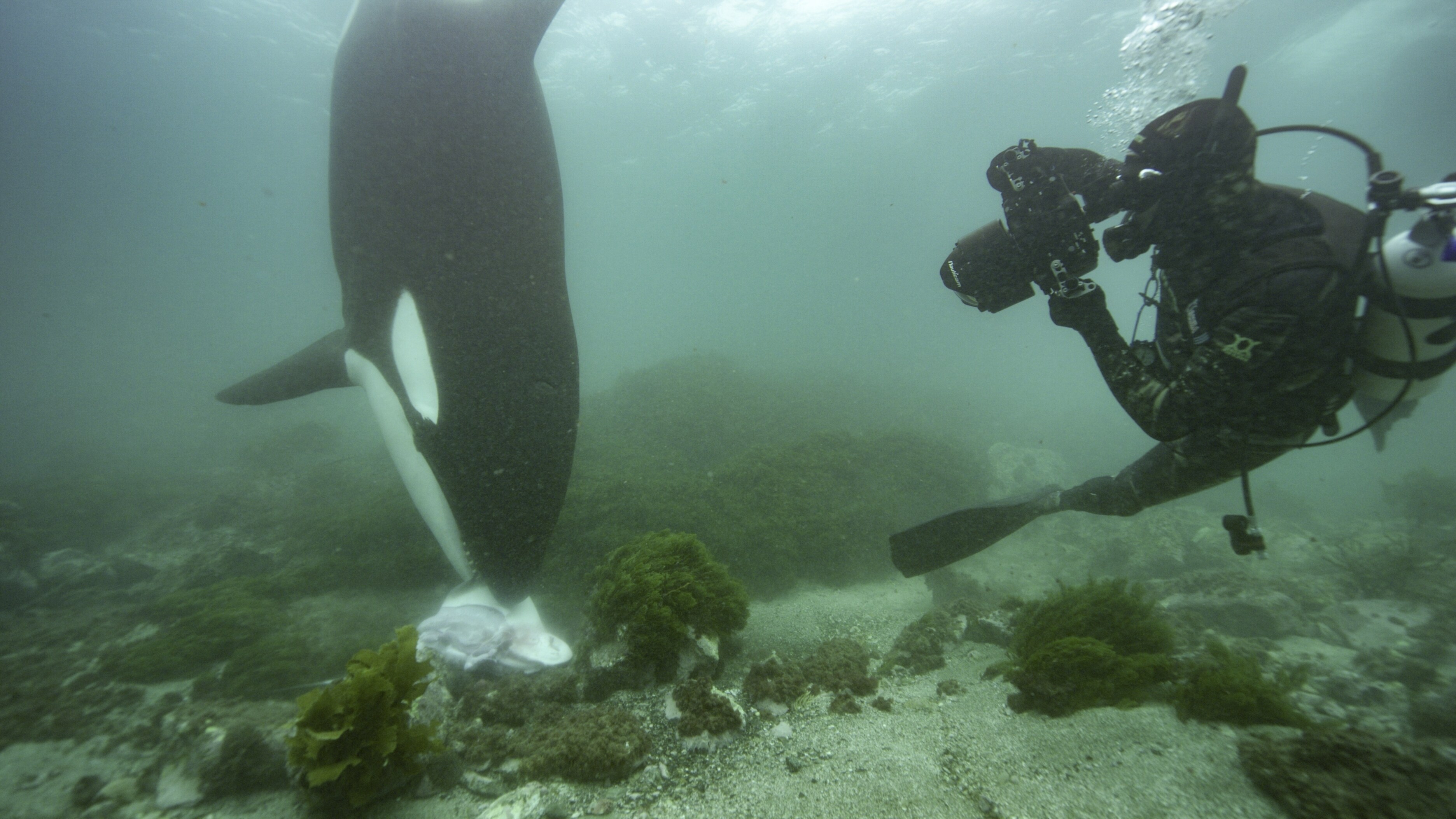 Orcas off Patagonia will intentionally beach themselves to snag sea lions. This risky strategy is unique to these specific whales. (National Geographic for Disney+/Hayes Baxley)