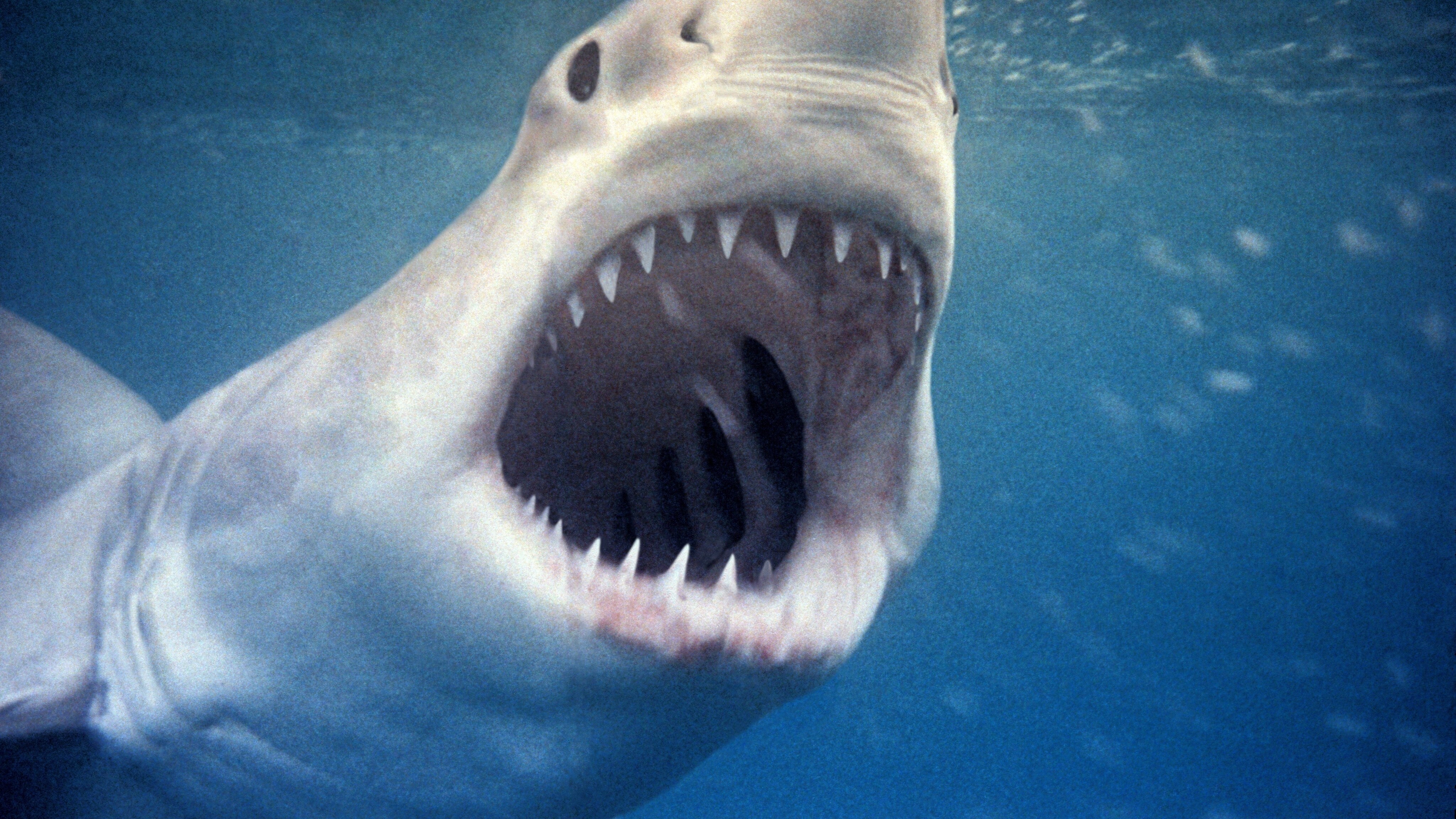 Underwater, great white shark, 1964.  (photo credit: Ron & Valerie Taylor)