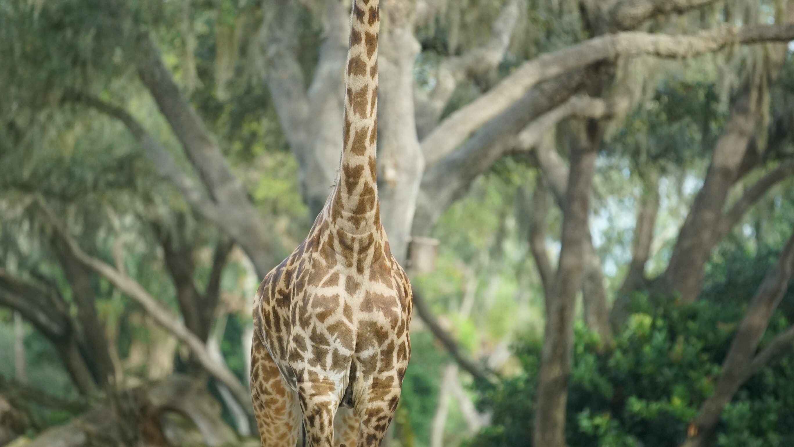 A Masai giraffe on the savannah of the Harambe Wildlife Reserve. (Disney)