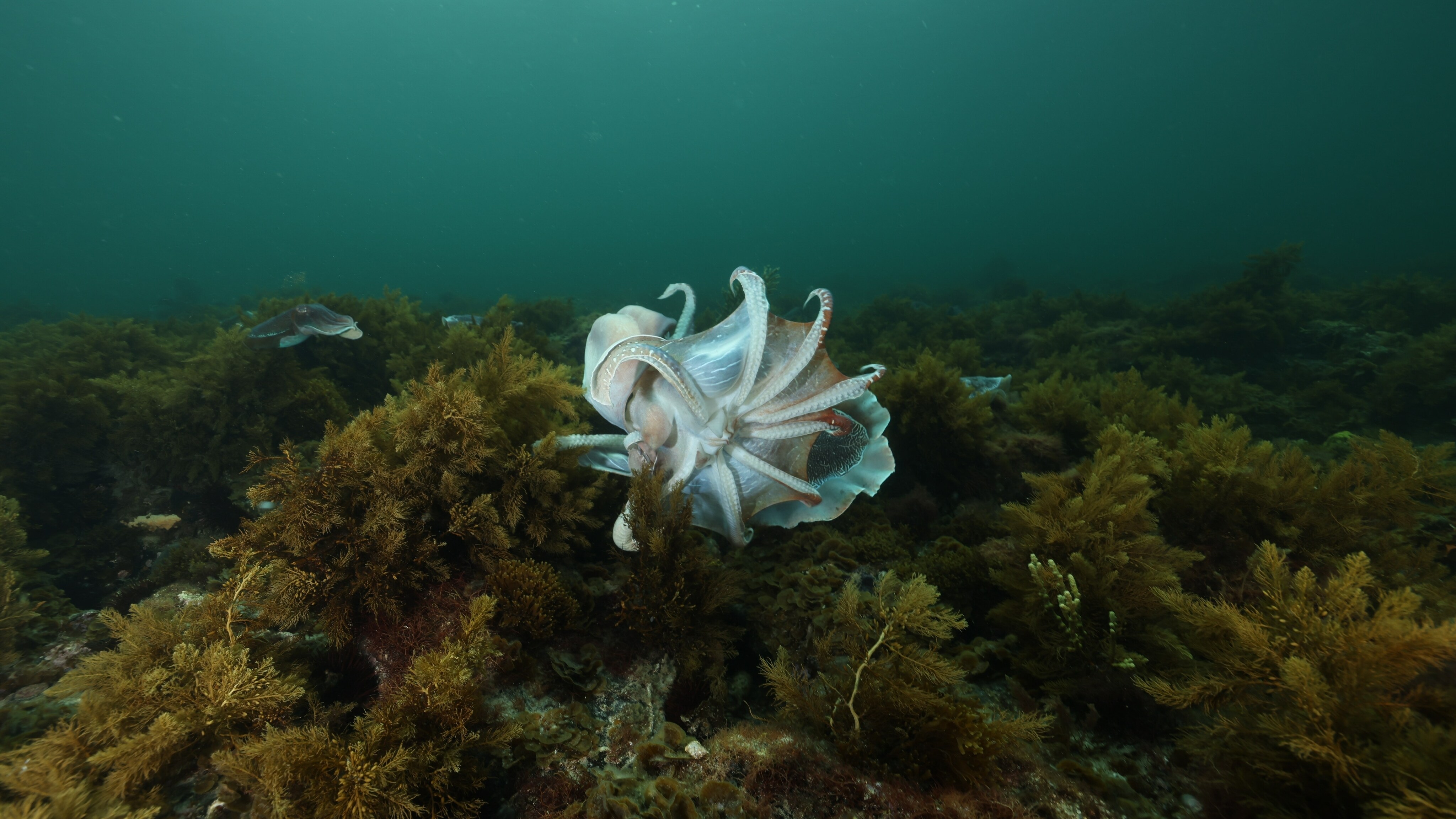 Giant cuttlefish with splayed tentacles.  (National Geographic for Disney+/Stefan Andrews)
