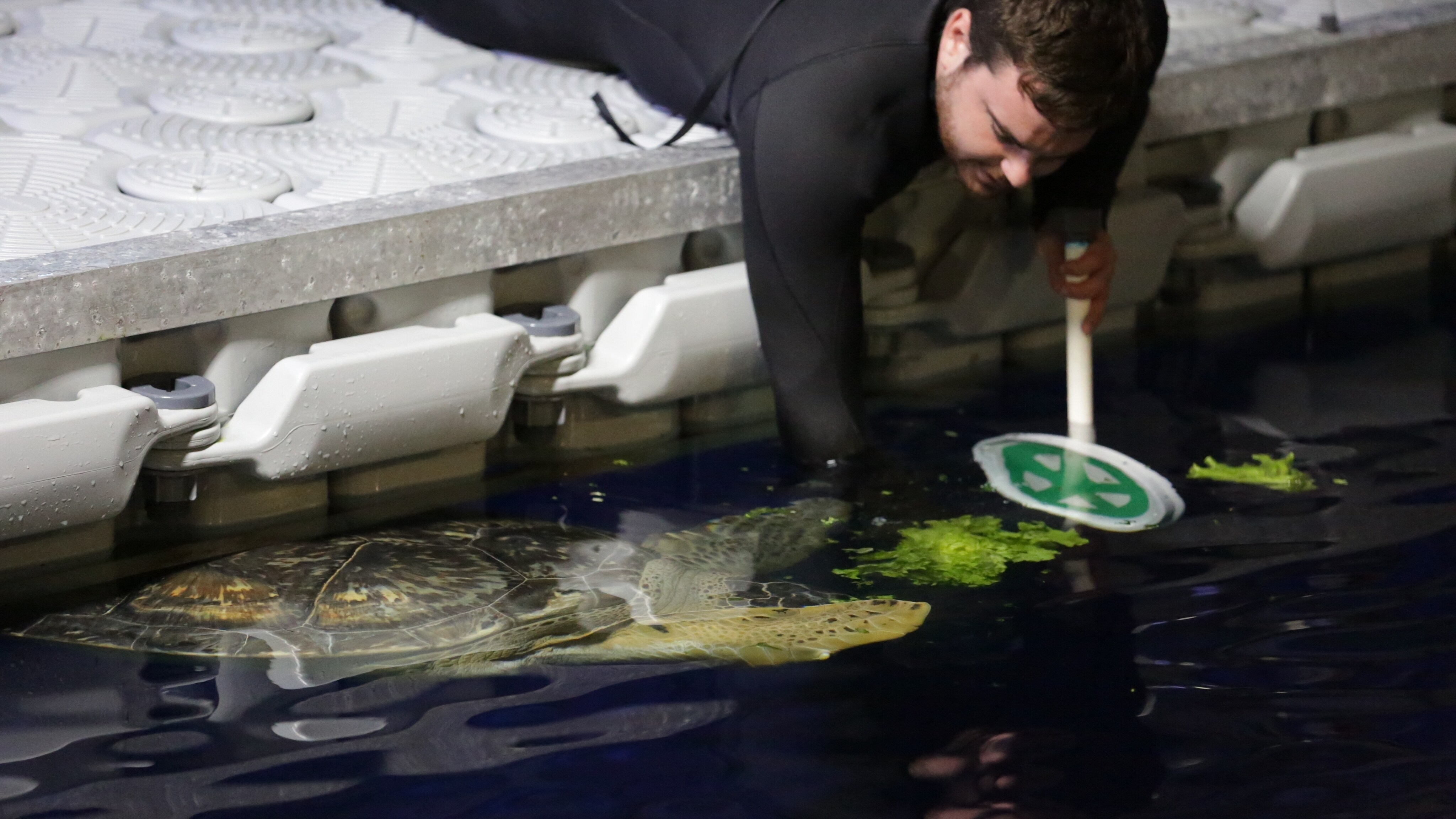 Aquarist Aaron Zigelsky trains Harry the Green Sea Turtle to respond to targets. (Disney)