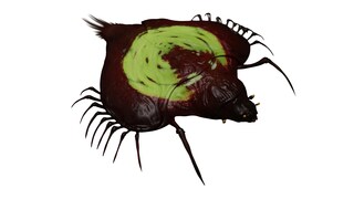 Cuirass Mud Crab