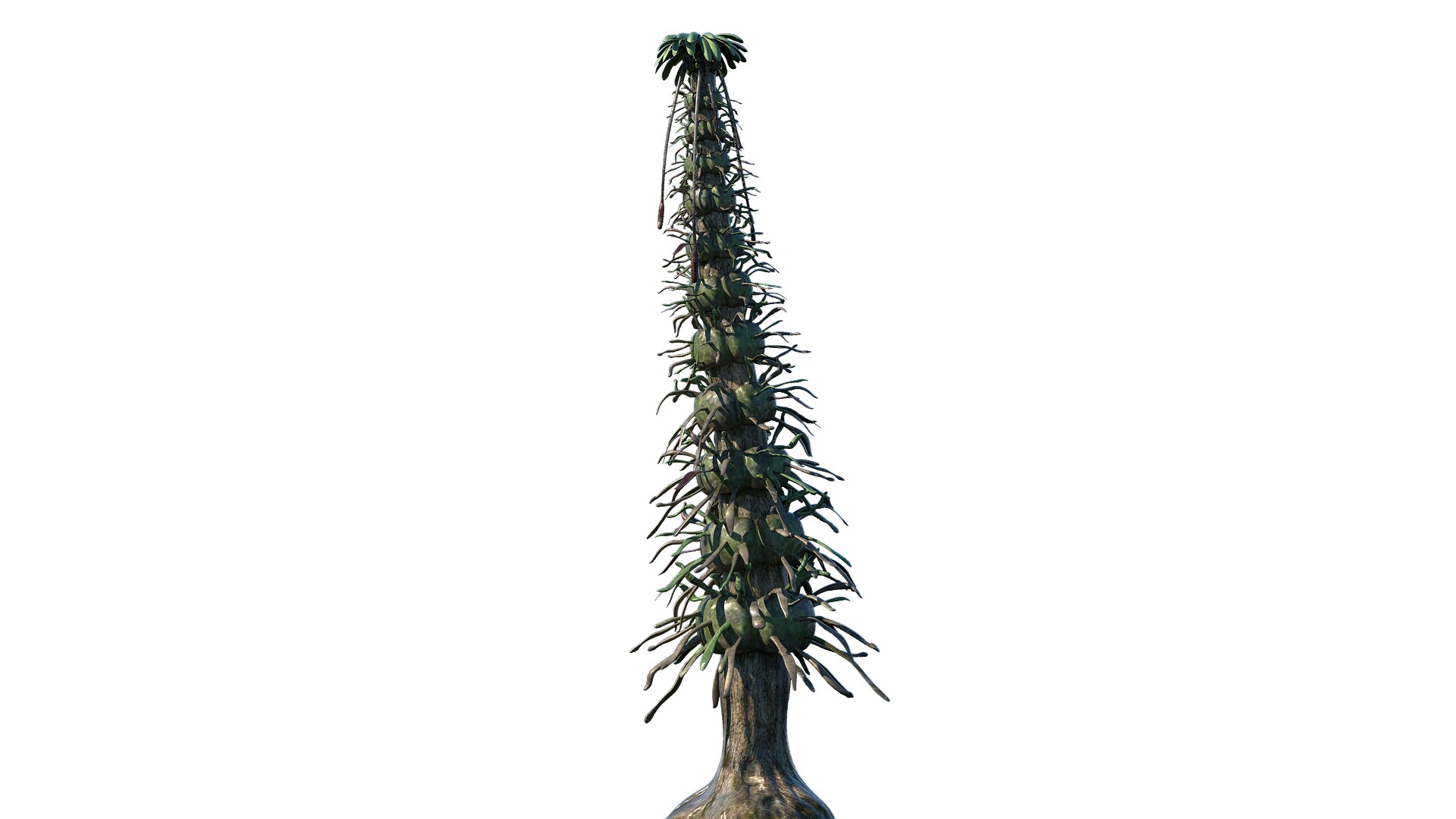 Episoth Tree