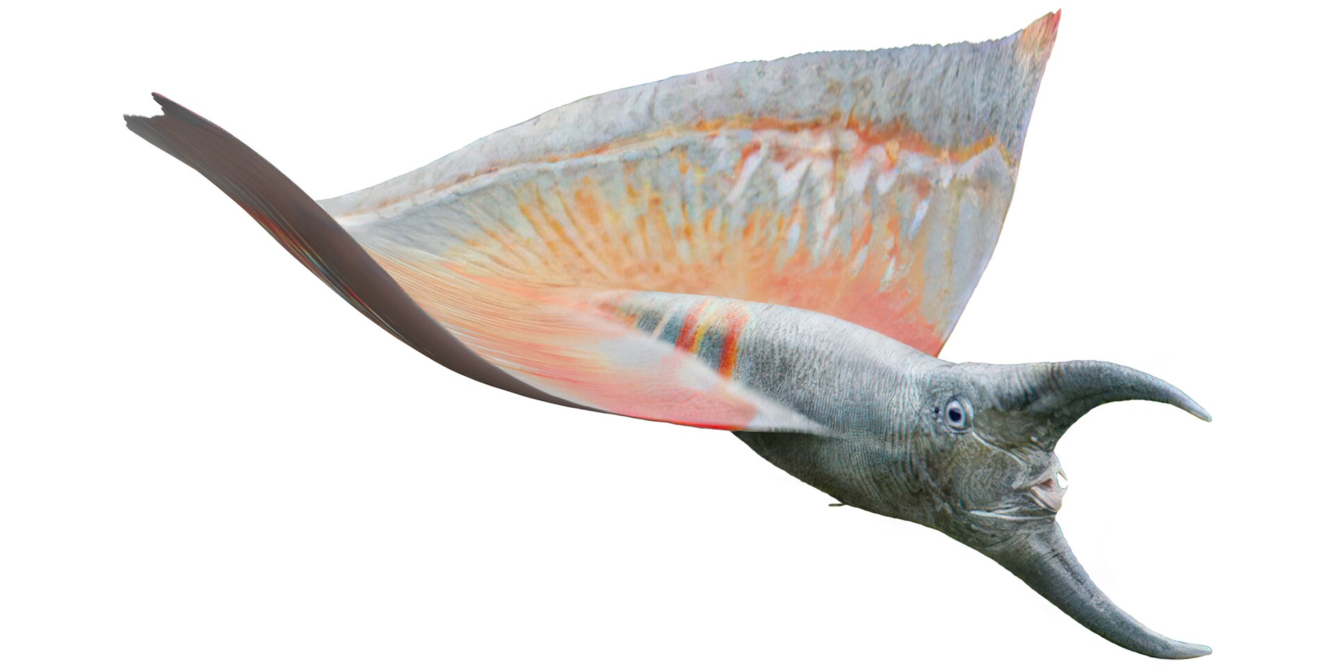 Pincer Fish | Avatar.com