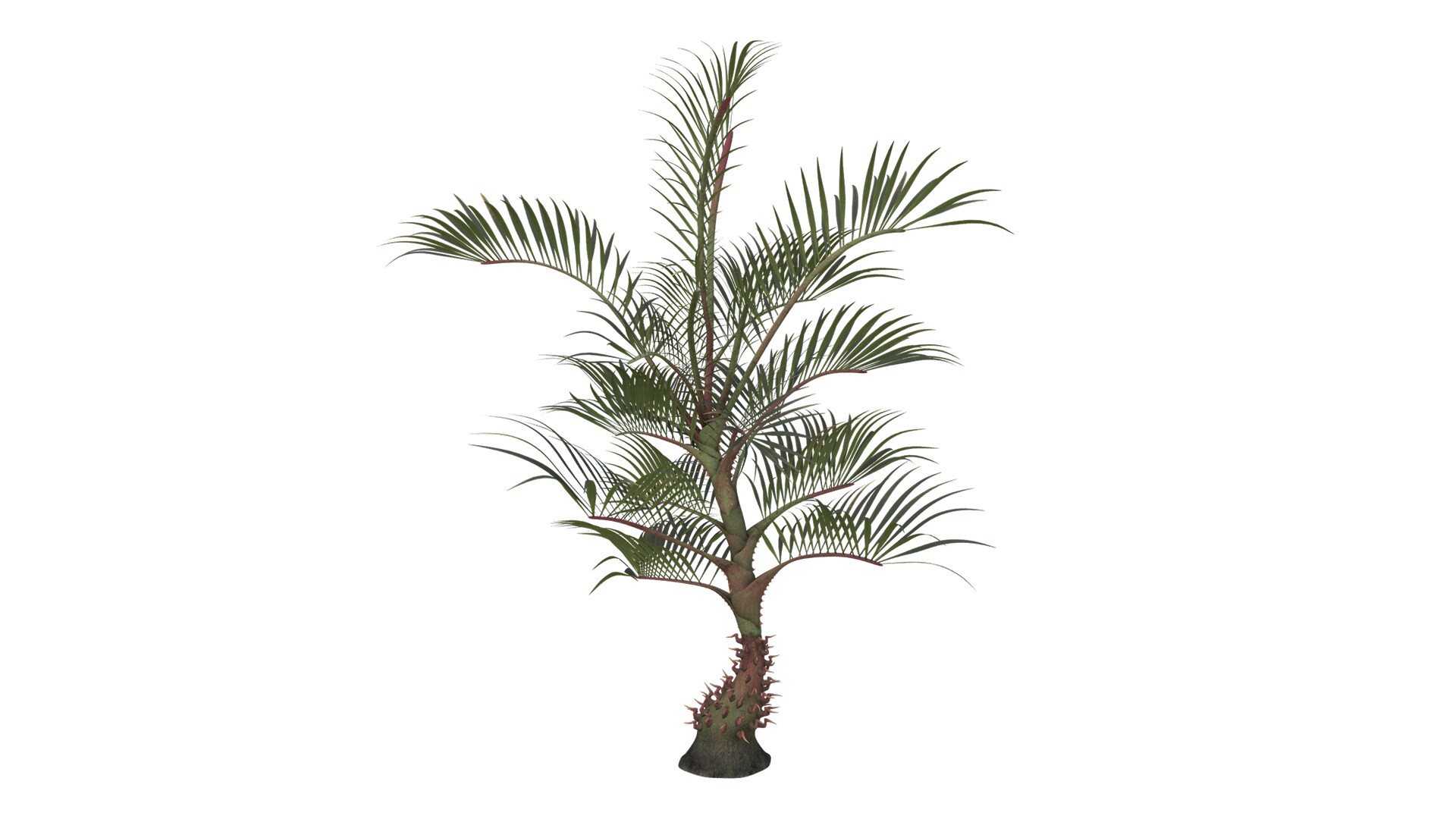 Razor Palm