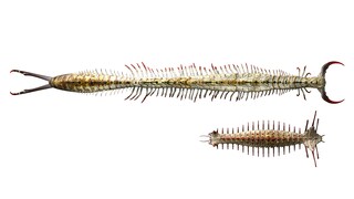 Rivernox Centipede