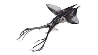 Southern Squidray