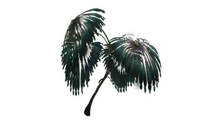 Warbonnet fern