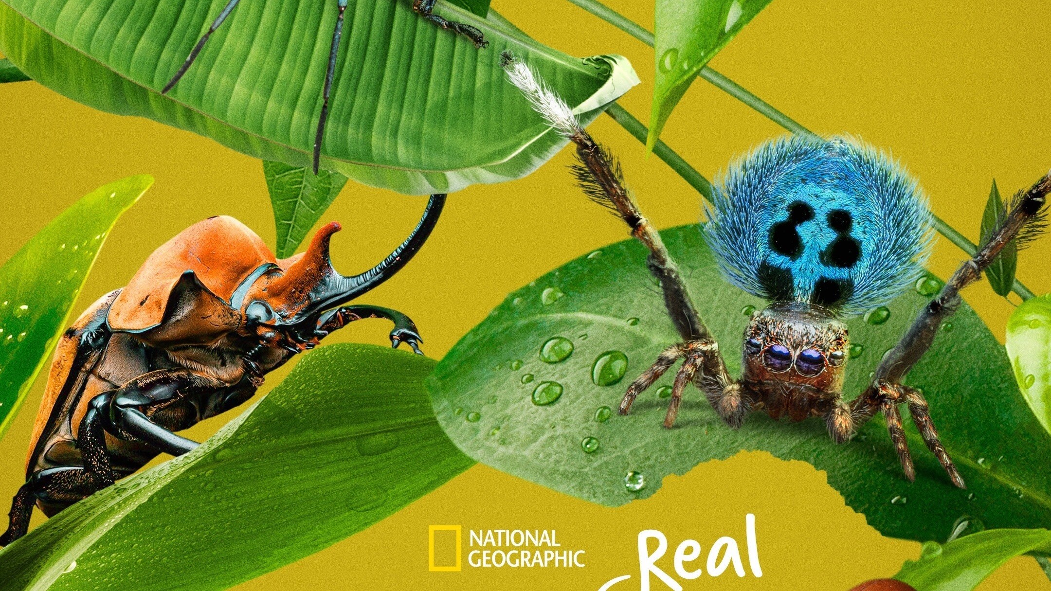 A Real Bug's Life Key Art - Vertical