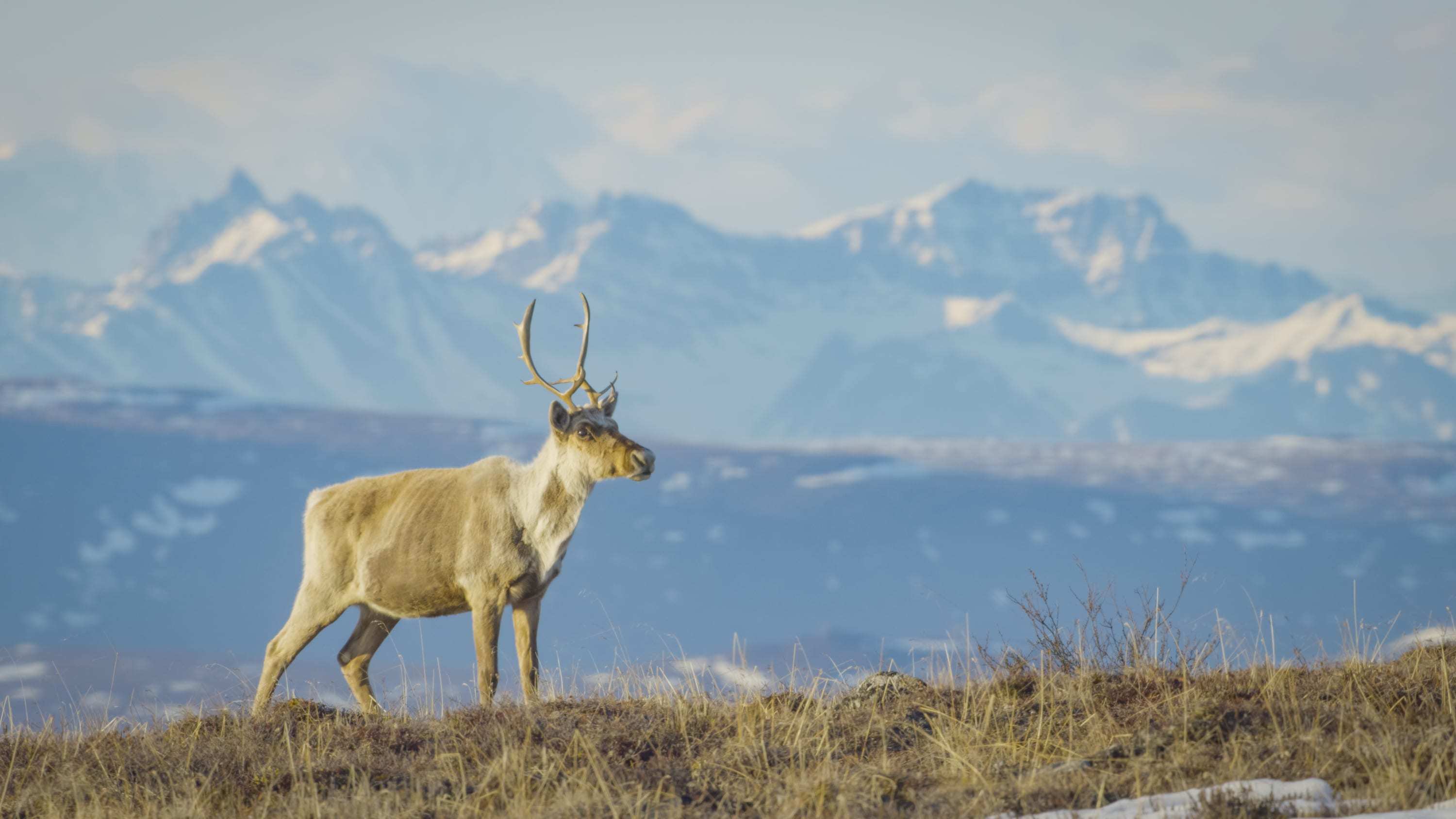 A Caribou on high alert for predators, flanked by the rising peaks of Nelchina Public Use Area