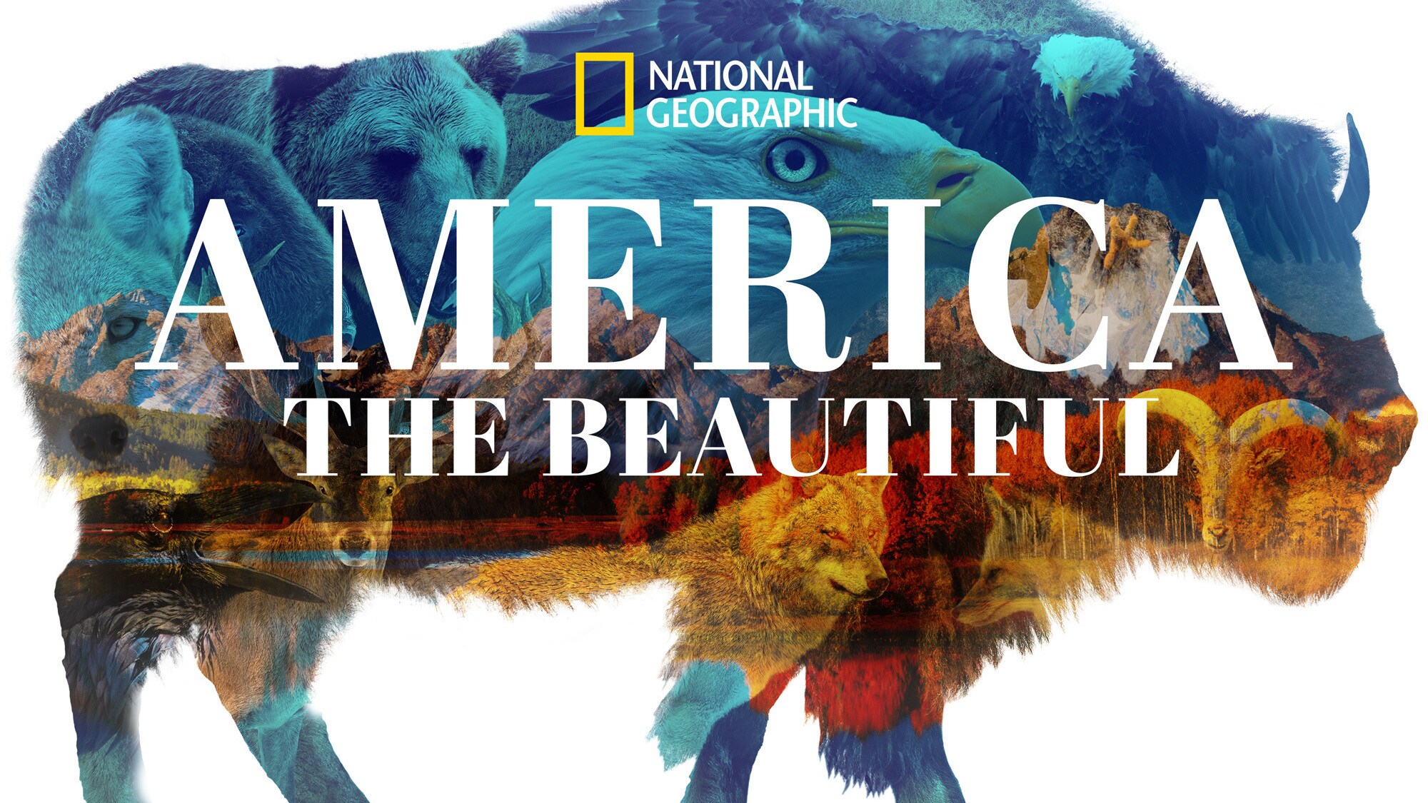 AMERICA THE BEAUTIFUL - It’s the land we love and the land we think we know. In AMERICA THE BEAUTIFUL, an ambitious story of North America, you will journey through her visually spectacular regions, led by the iconic species that resonate with us most. (National Geographic)
