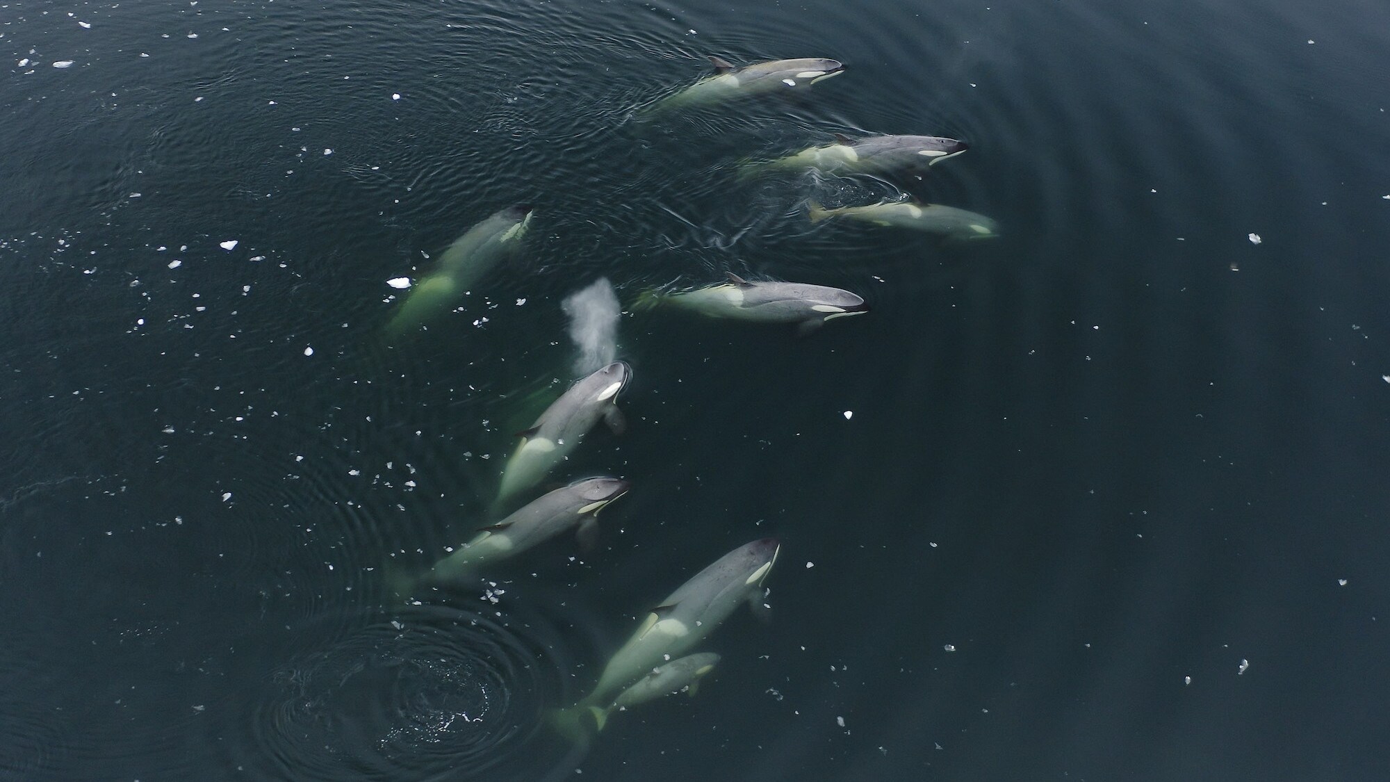 Aerial drone shot from above of a pod of killer whales just under the surface.  (credit: National Geographic for Disney+/Bertie Gregory)