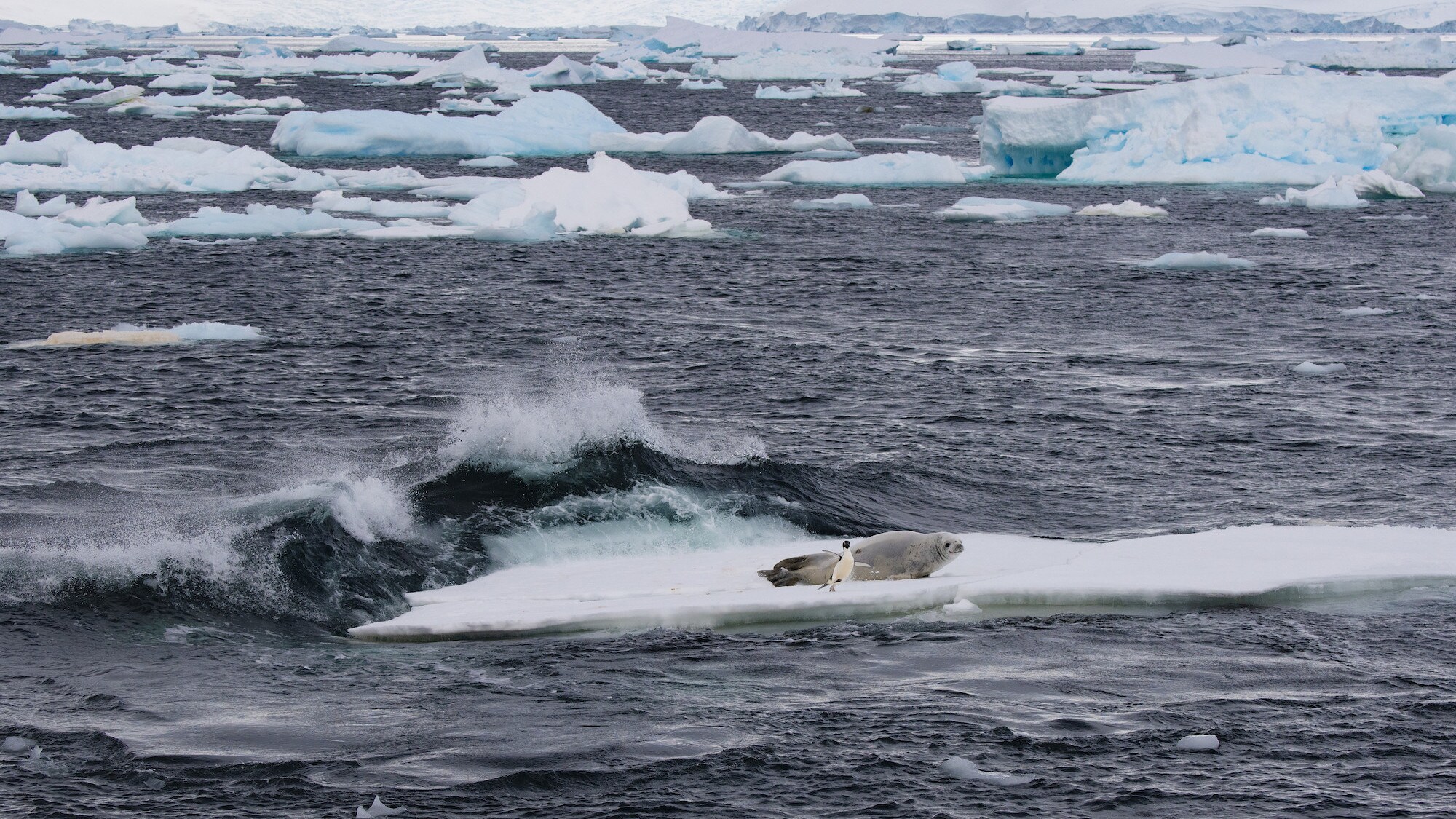 A wave is coming towards the ice flow where a Crabeater Seal and penguin are setting.  (credit: National Geographic for Disney+/Leigh Hickmott)