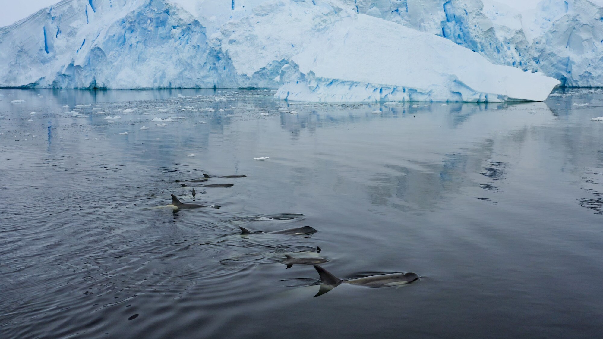 A pod of killer whales swimming along the water's surface in front of a glacier.  (credit: National Geographic for Disney+/Bertie Gregory)
