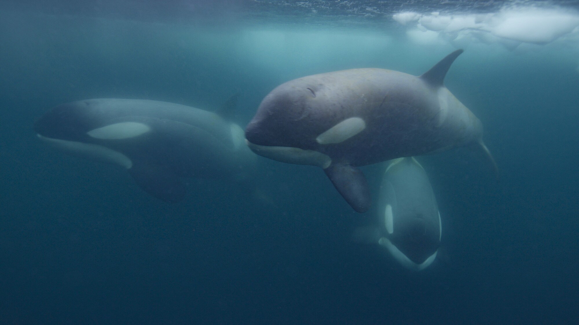 Underwater shot of two killer whales near the surface.  (credit: National Geographic for Disney+/Bertie Gregory)