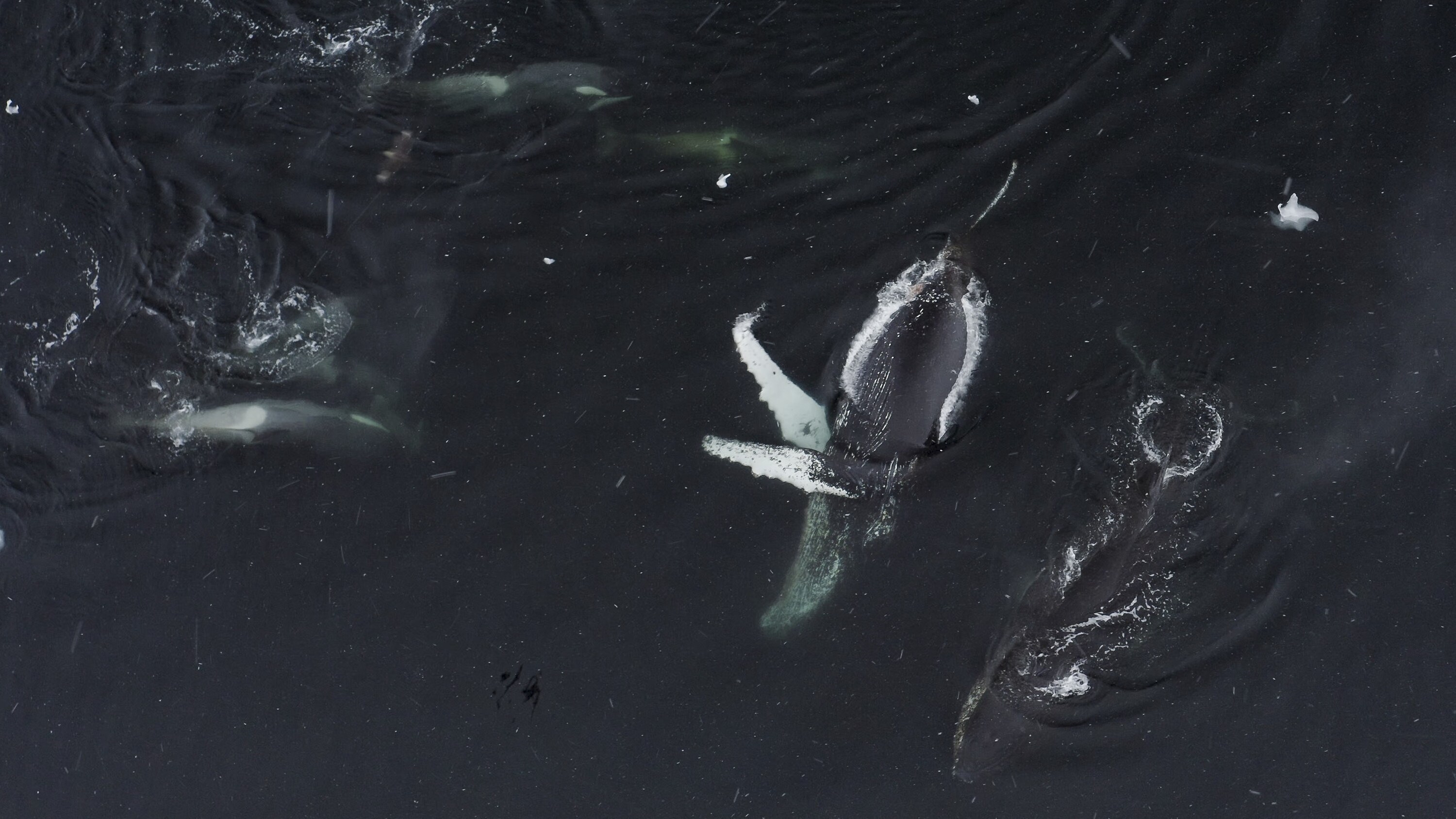 A humpback whale surrounded by a pod of killer whales. (credit: National Geographic for Disney+/Bertie Gregory)
