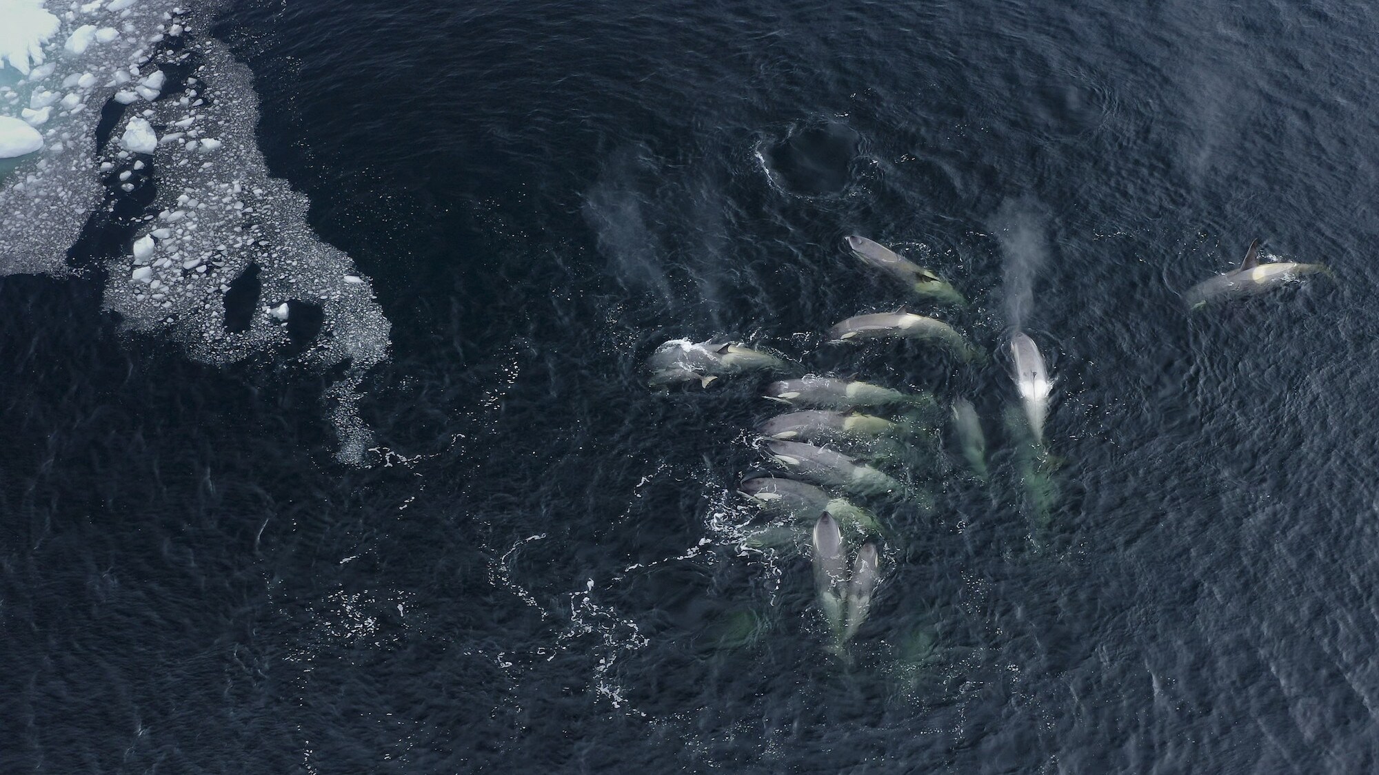 Aerial shot of a Pod of killer whales swimming towards an ice flow. (credit: National Geographic for Disney+/Bertie Gregory)