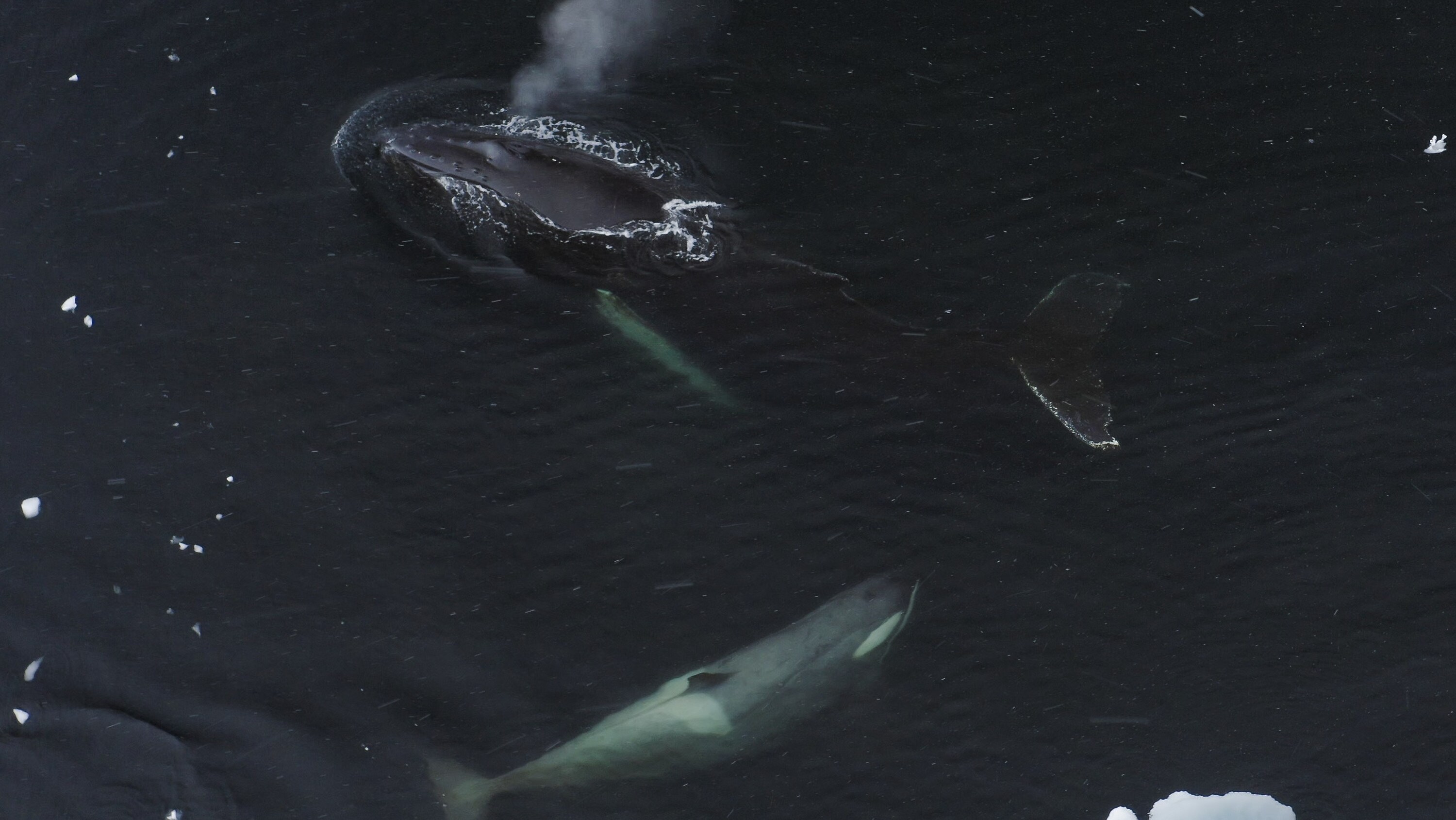Aerial shot of a humpback whale and a killer whale in Antarctica. (credit: National Geographic for Disney+/Bertie Gregory)